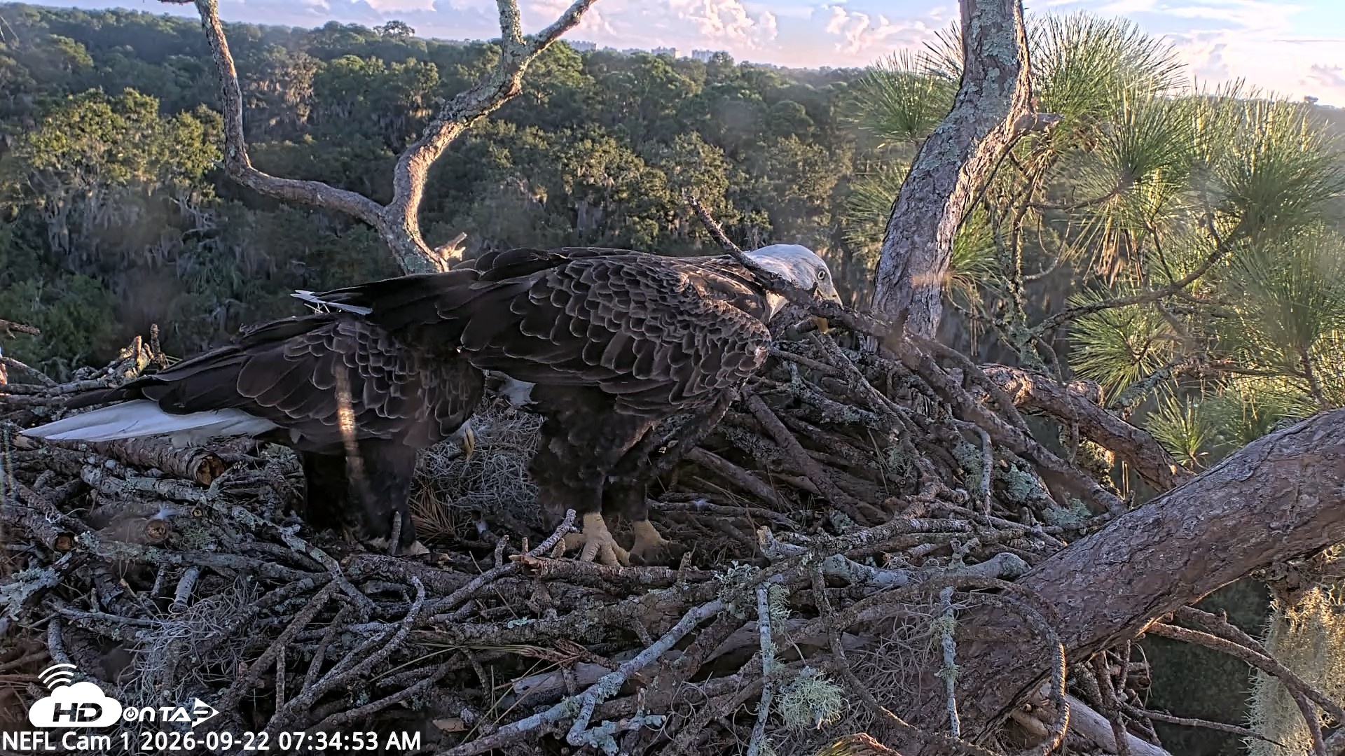 Snapshot of NE Florida Eagles Live Webcam taken Sep 22, 2026, 7:35am EDT