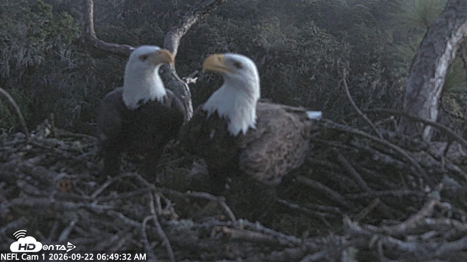 Snapshot of NE Florida Eagles Live Webcam taken Sep 22, 2026, 6:51am EDT