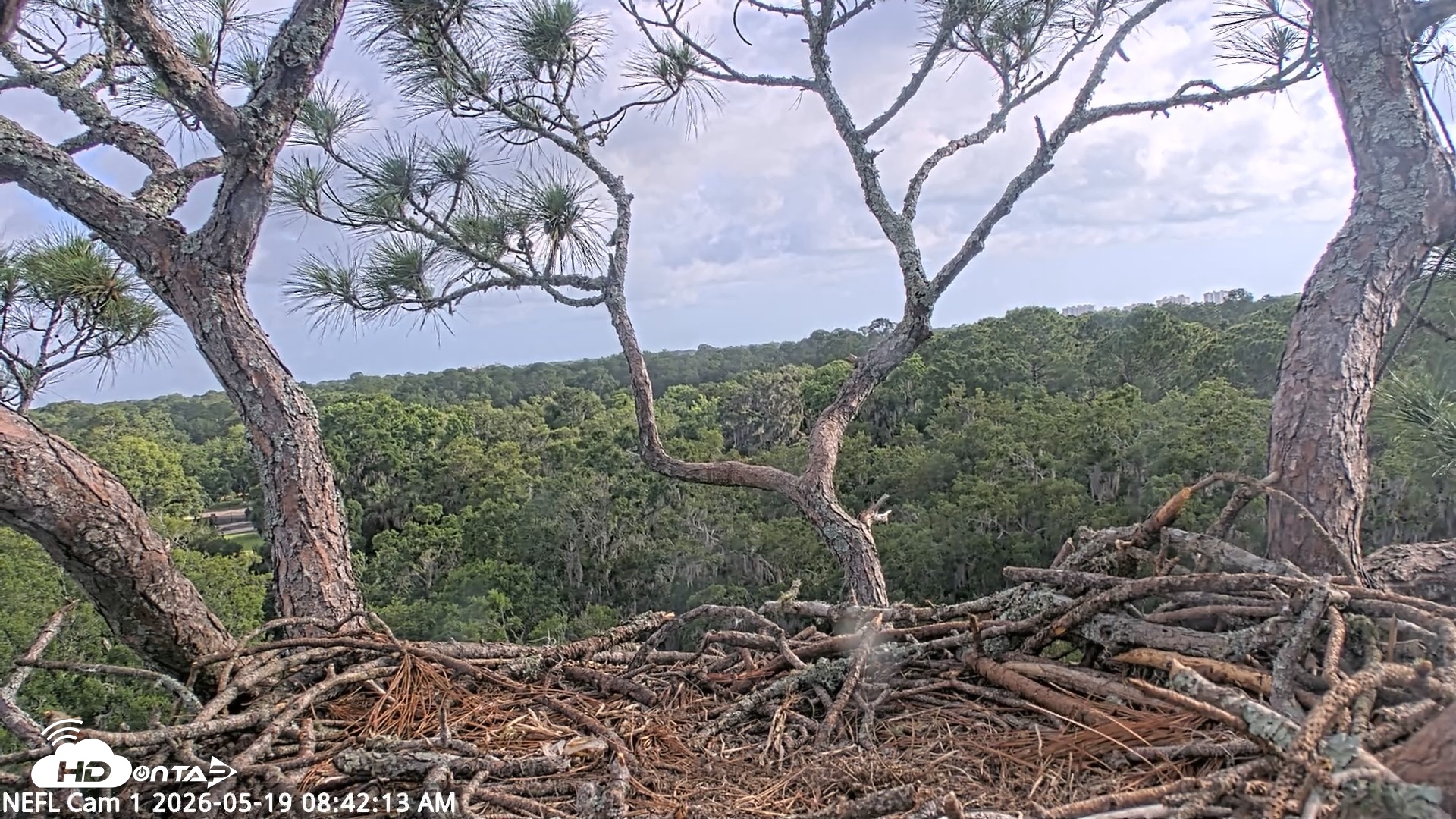 Snapshot of NE Florida Eagles Live Webcam taken May 19, 2026, 8:45am EDT