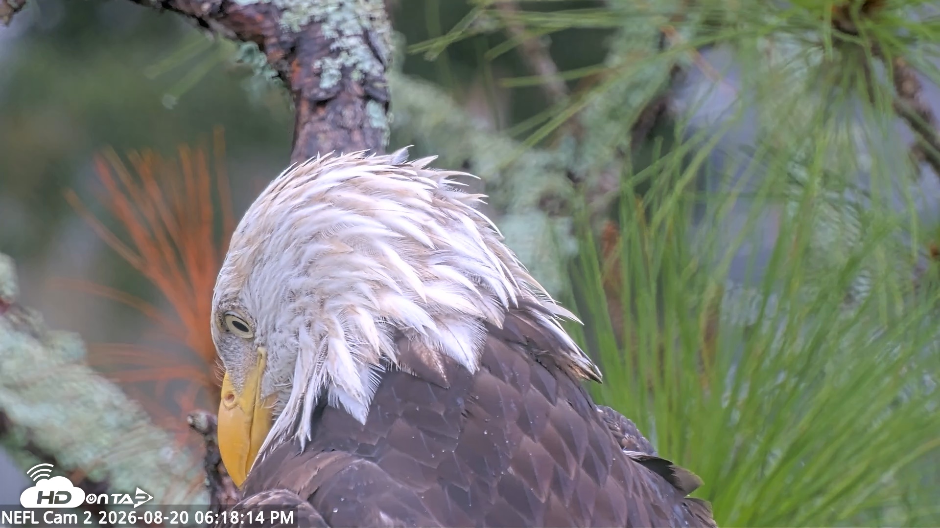 Snapshot of NE Florida Eagles Live Webcam taken Aug 20, 2026, 6:19pm EDT