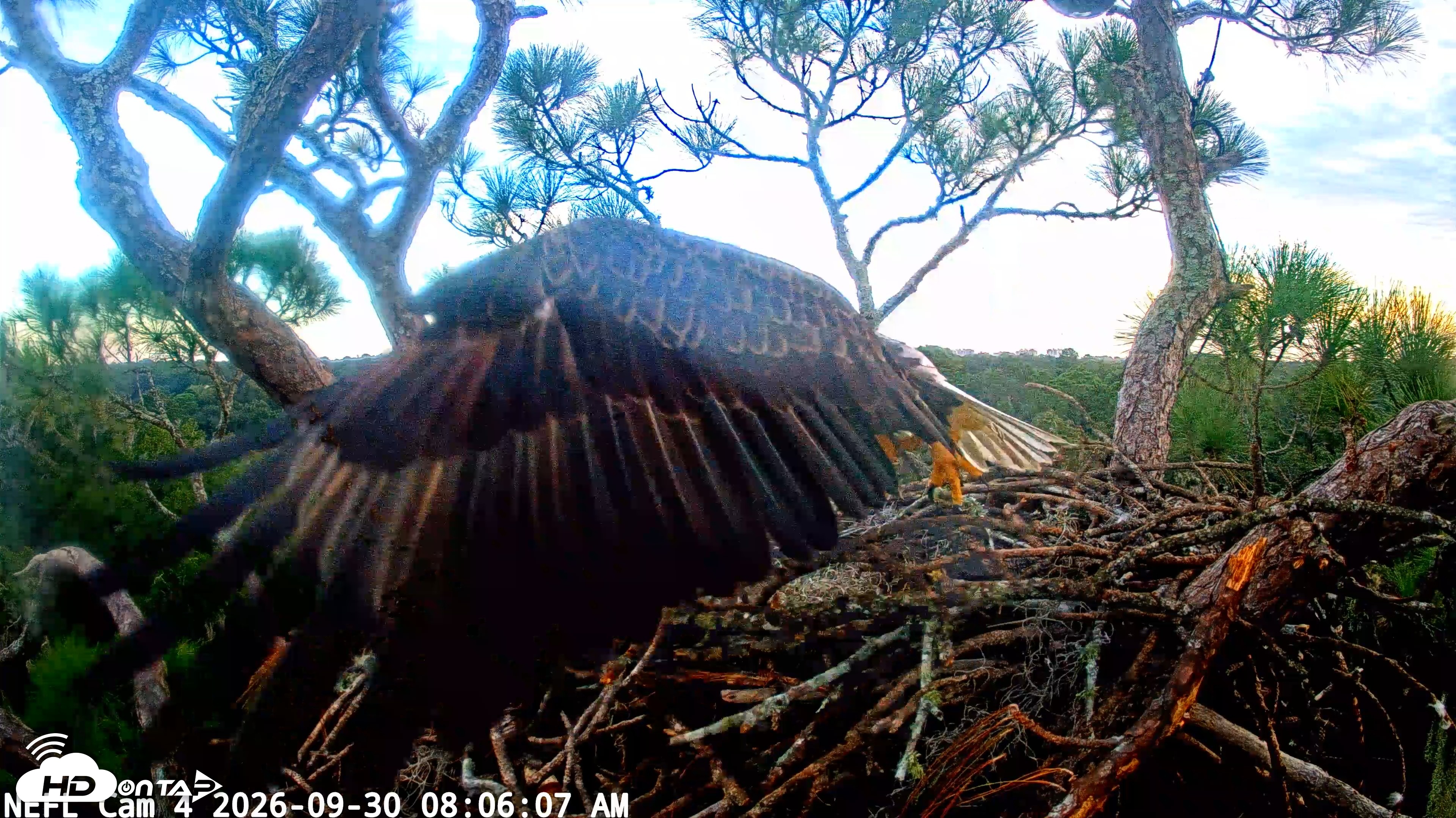 Snapshot of NE Florida Eagles Live Webcam taken Sep 30, 2026, 8:06am EDT