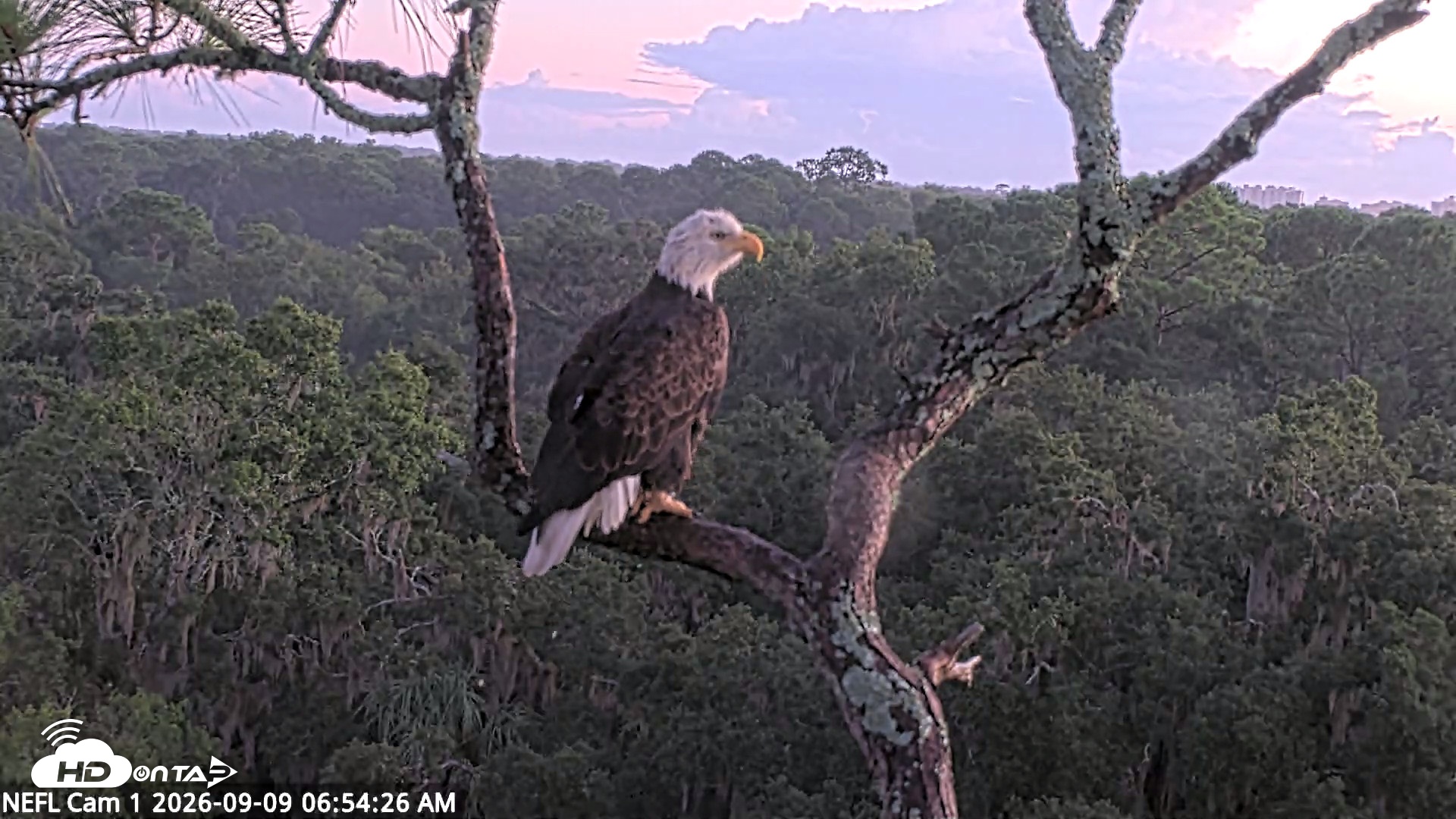 Snapshot of NE Florida Eagles Live Webcam taken Sep 9, 2026, 6:55am EDT