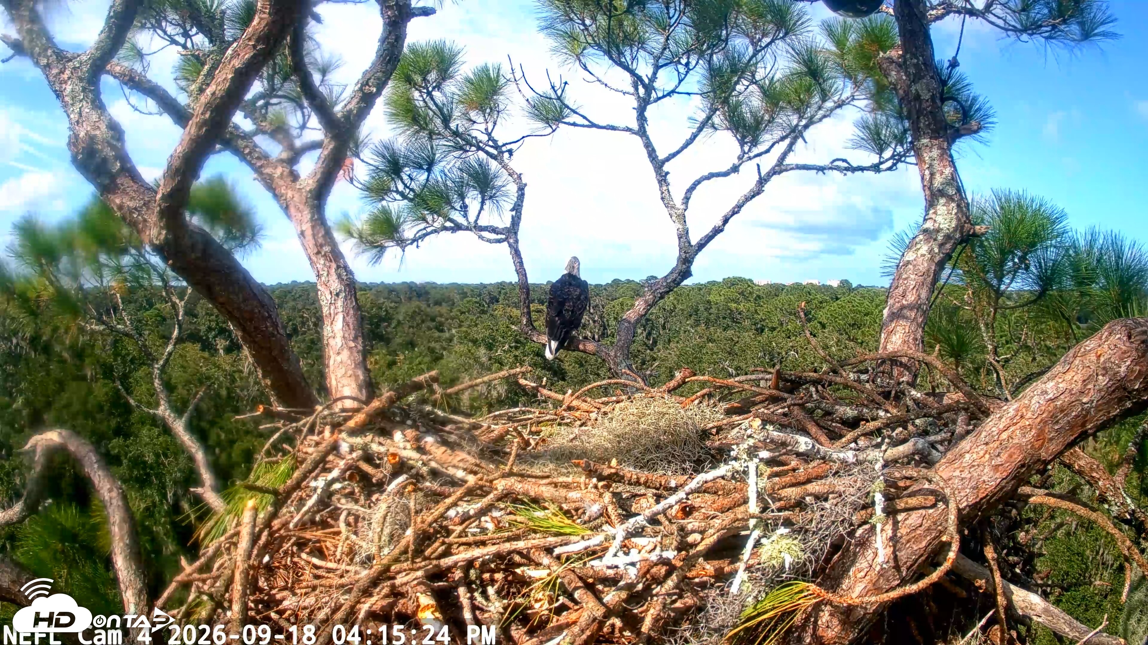 Snapshot of NE Florida Eagles Live Webcam taken Sep 18, 2026, 4:16pm EDT