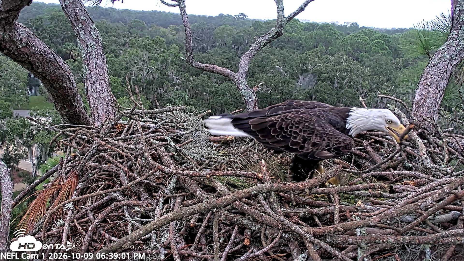Snapshot of NE Florida Eagles Live Webcam taken Oct 9, 2026, 6:39pm EDT