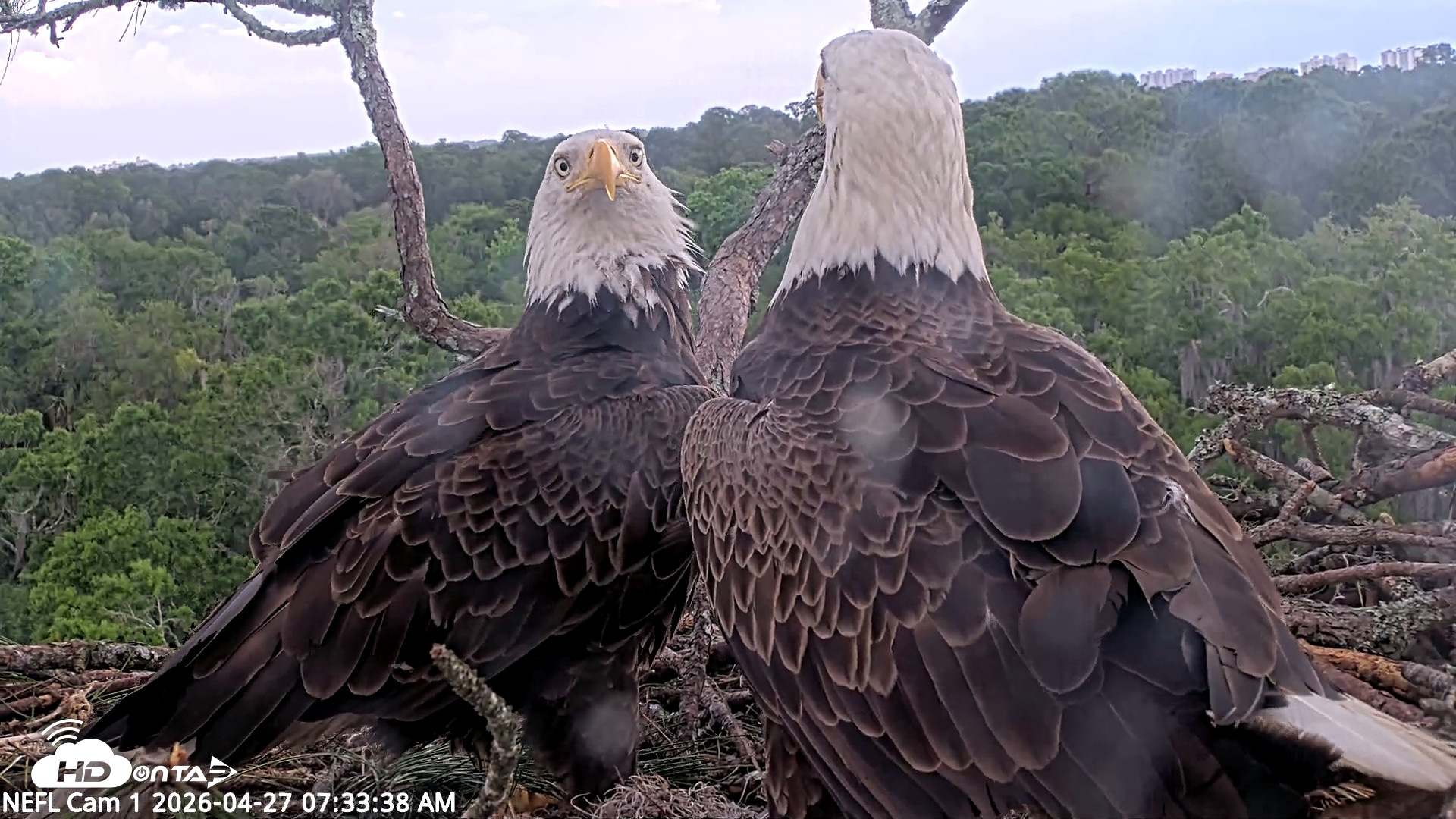 Snapshot of NE Florida Eagles Live Webcam taken Apr 27, 2026, 7:34am EDT