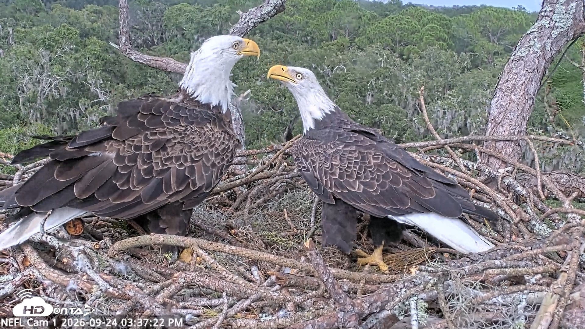 Snapshot of NE Florida Eagles Live Webcam taken Sep 24, 2026, 3:38pm EDT