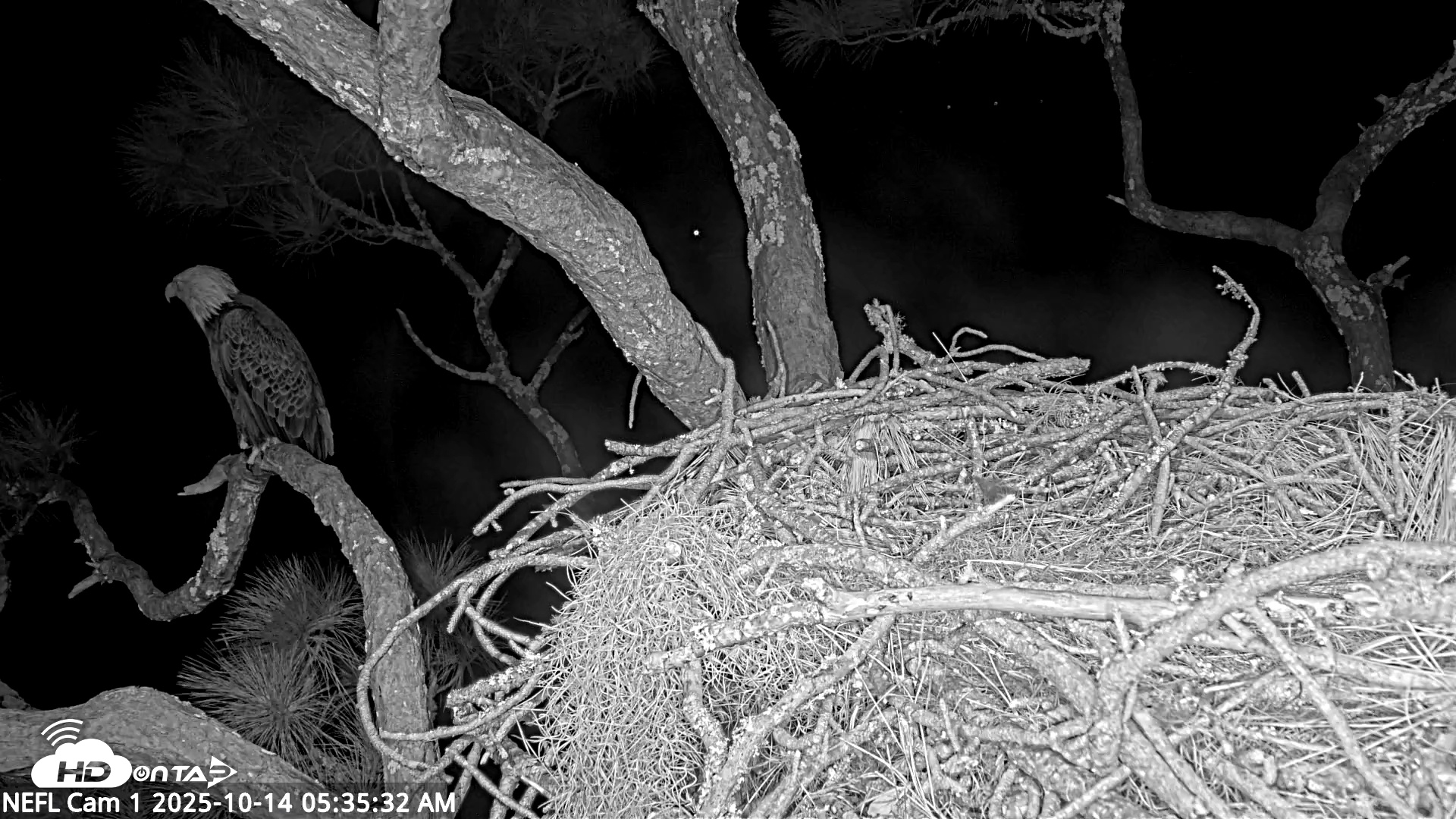 Snapshot of NE Florida Eagles Live Webcam taken Oct 14, 2025, 5:36am EDT