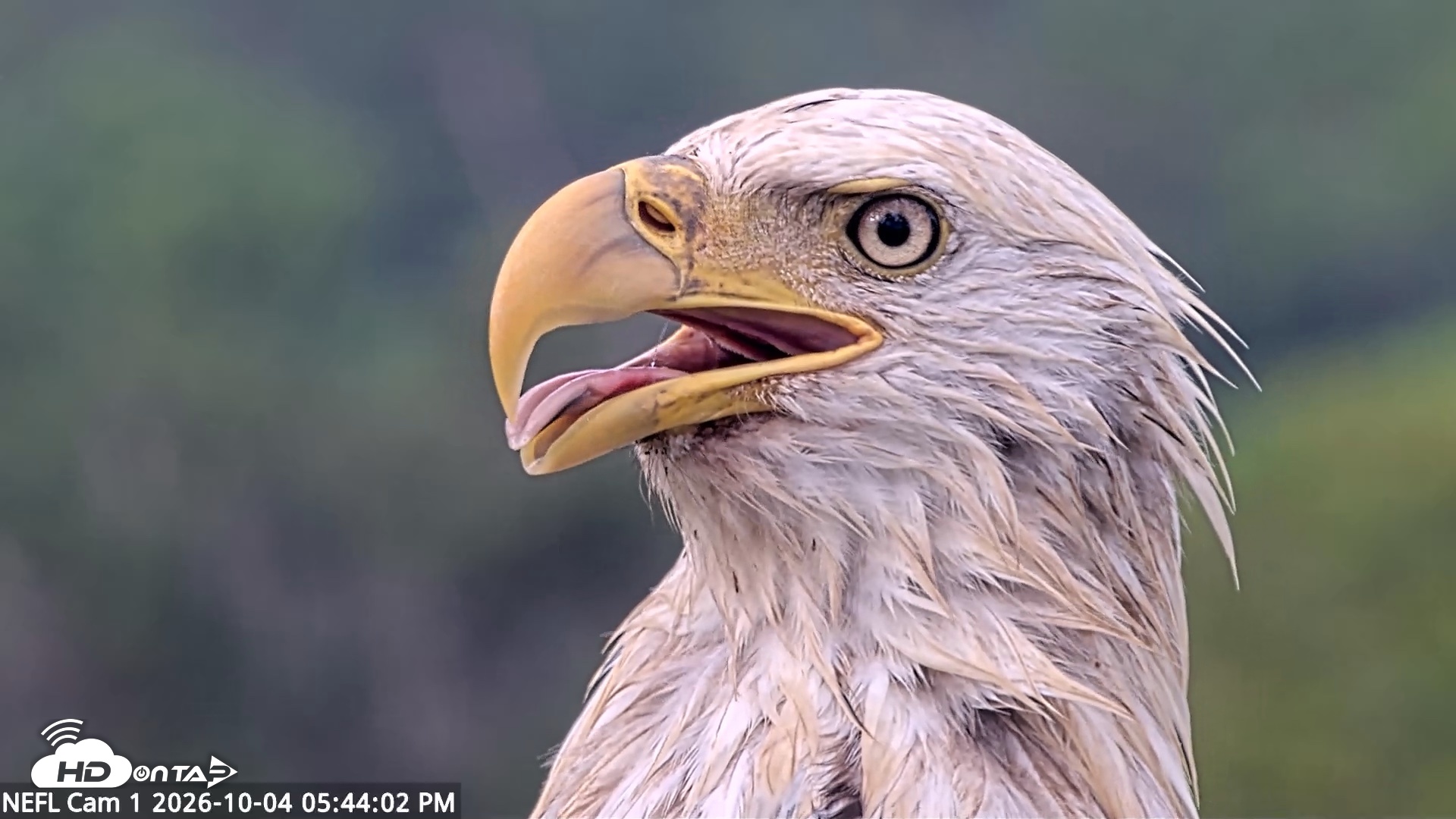 Snapshot of NE Florida Eagles Live Webcam taken Oct 4, 2026, 5:44pm EDT