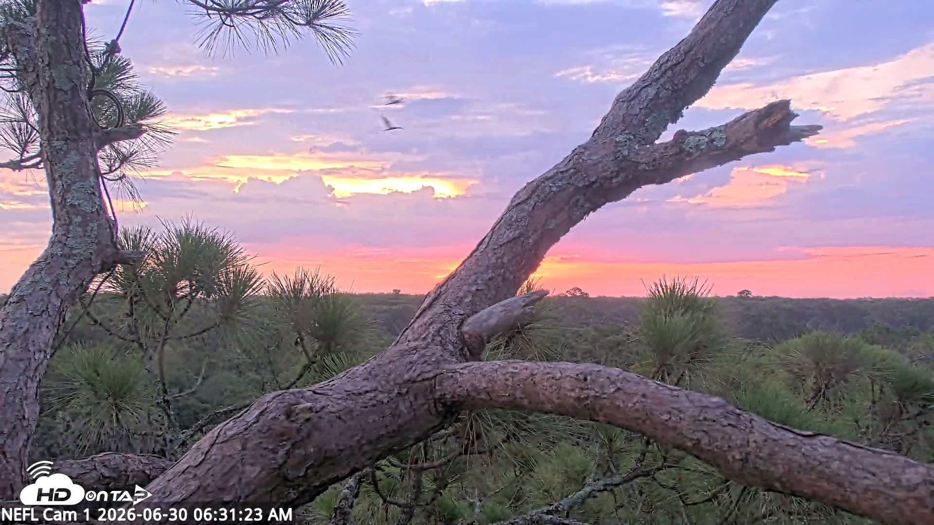 Snapshot of NE Florida Eagles Live Webcam taken Jun 30, 2026, 6:32am EDT