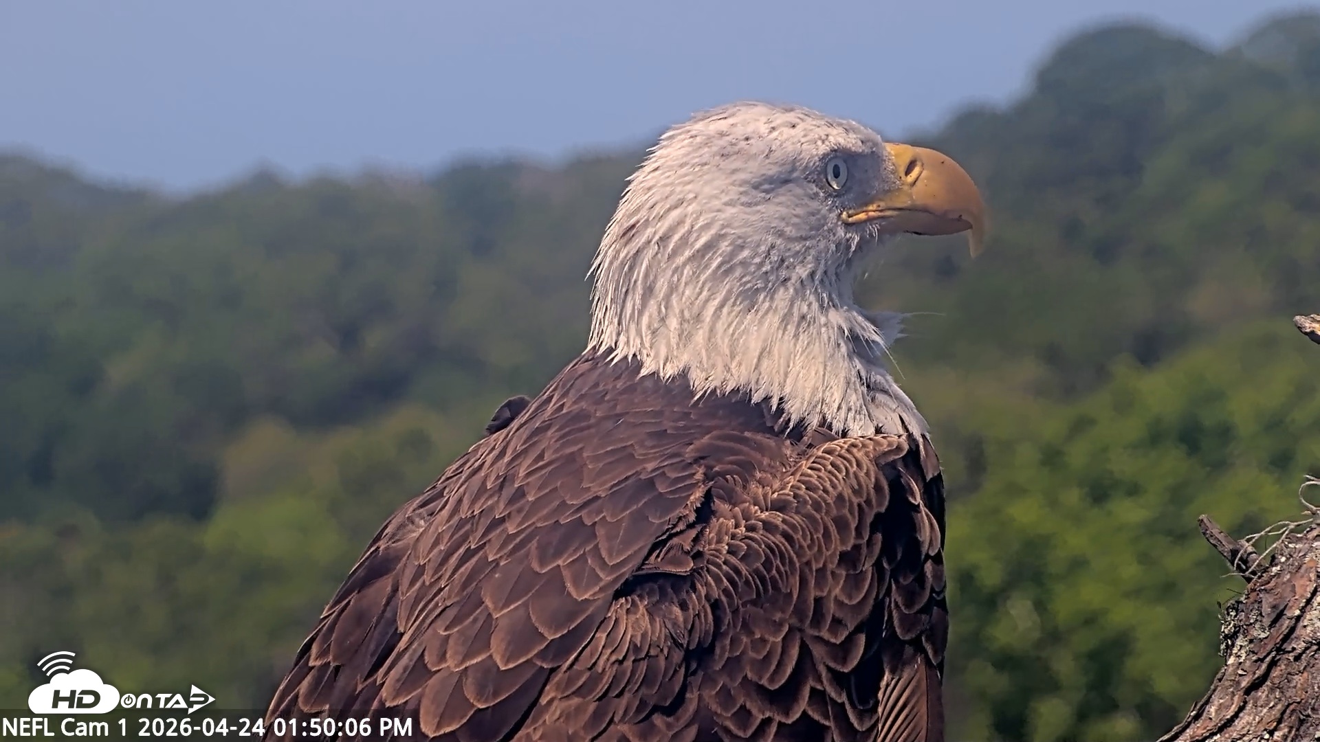 Snapshot of NE Florida Eagles Live Webcam taken Apr 24, 2026, 1:51pm EDT