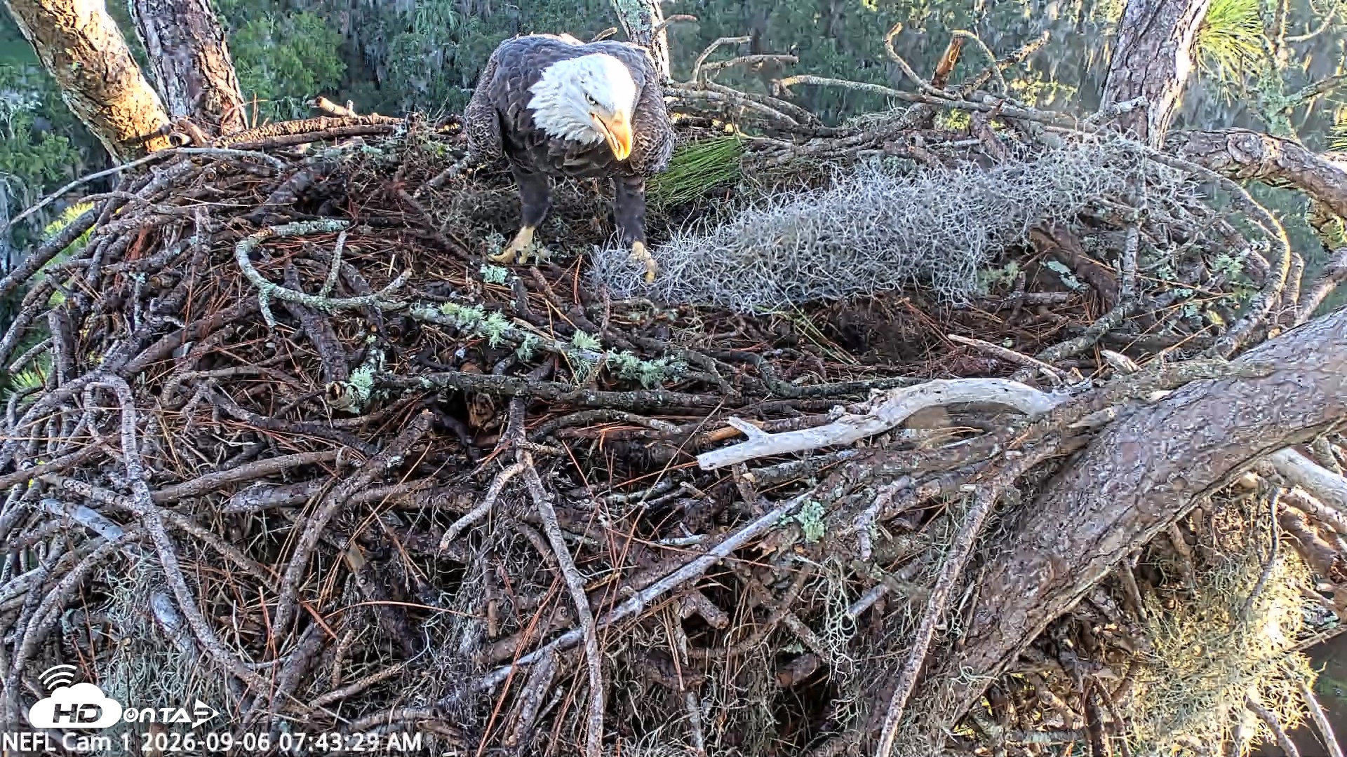 Snapshot of NE Florida Eagles Live Webcam taken Sep 6, 2026, 7:44am EDT