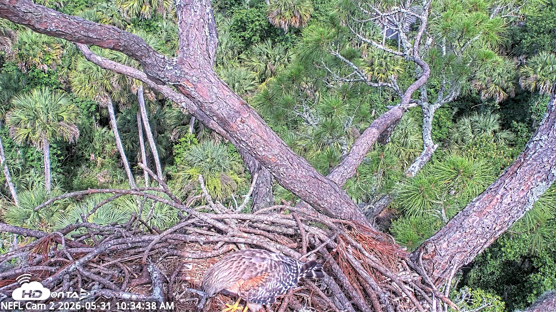 Snapshot of NE Florida Eagles Live Webcam taken May 31, 2026, 10:36am EDT