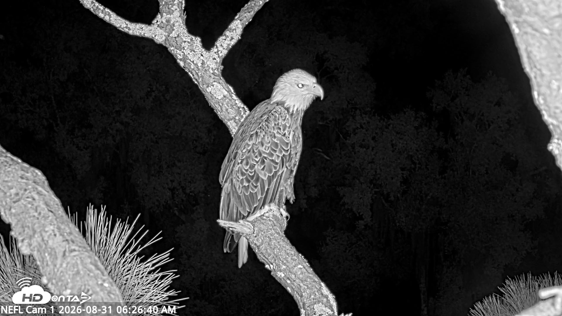 Snapshot of NE Florida Eagles Live Webcam taken Aug 31, 2026, 6:27am EDT