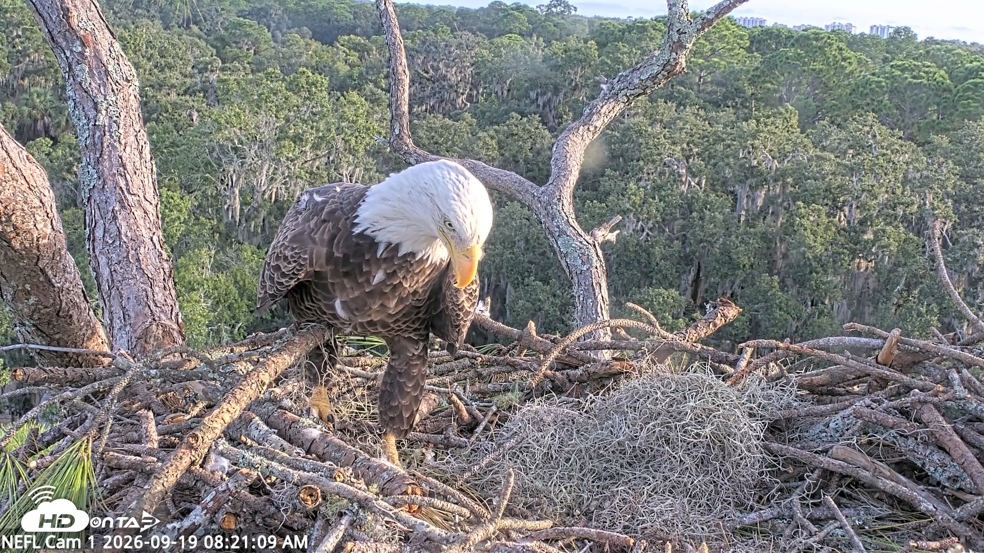 Snapshot of NE Florida Eagles Live Webcam taken Sep 19, 2026, 8:22am EDT