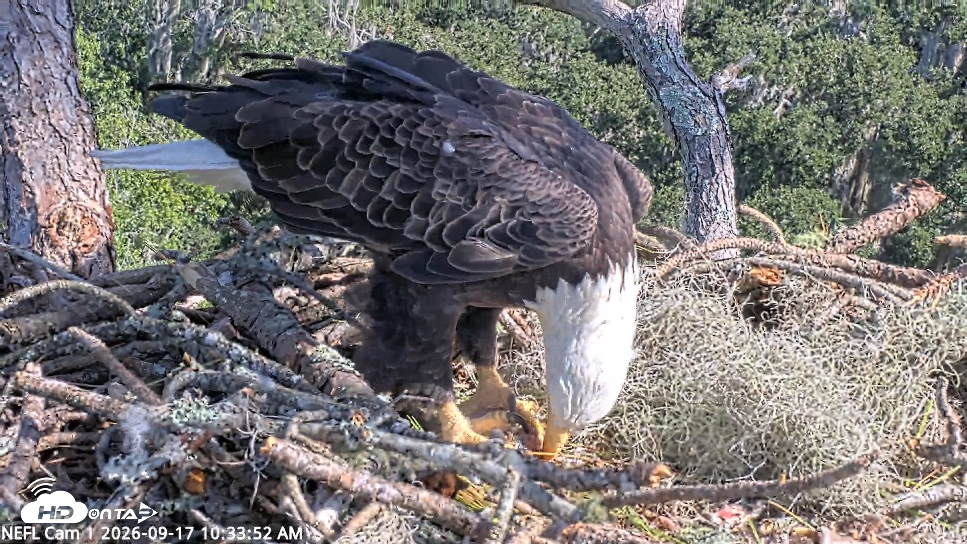 Snapshot of NE Florida Eagles Live Webcam taken Sep 17, 2026, 10:34am EDT