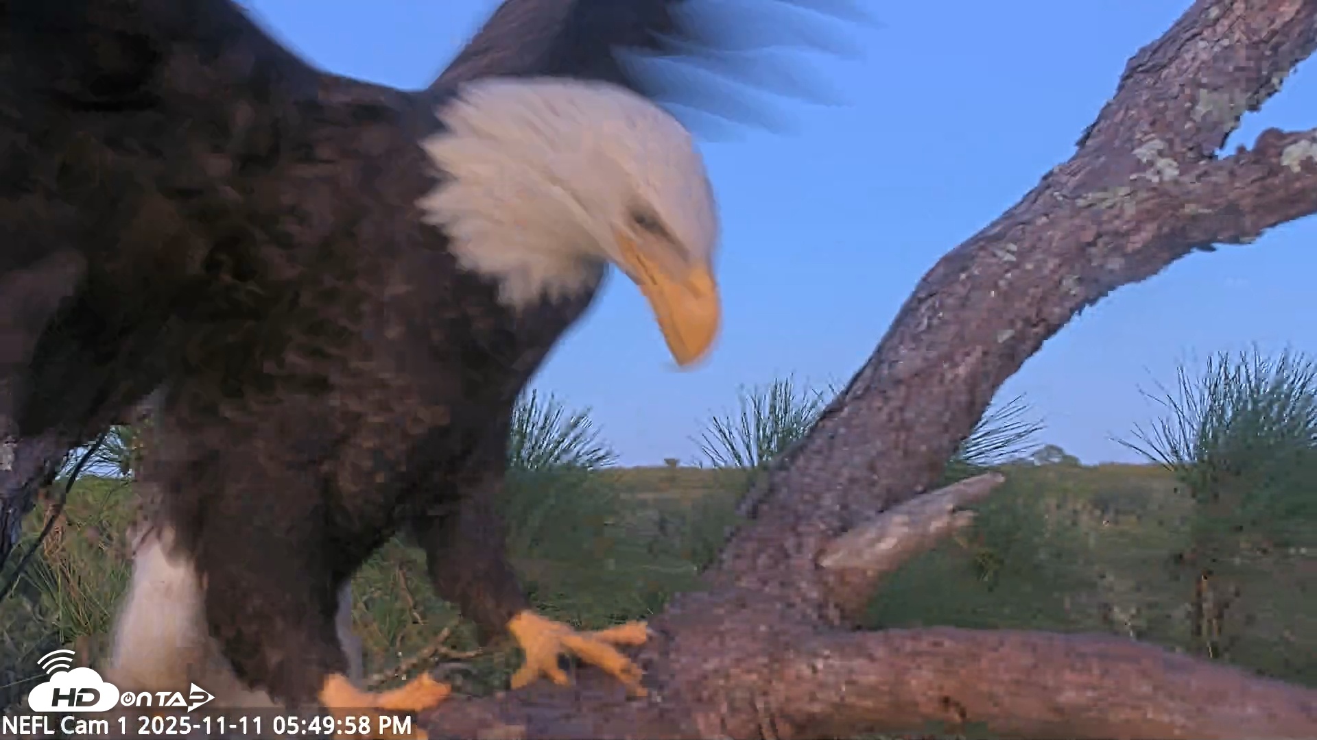 Snapshot of NE Florida Eagles Live Webcam taken Nov 11, 2025, 5:50pm EST