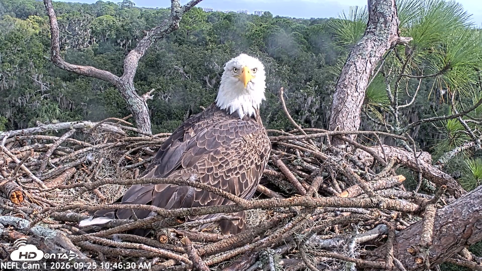 Snapshot of NE Florida Eagles Live Webcam taken Sep 25, 2026, 10:47am EDT