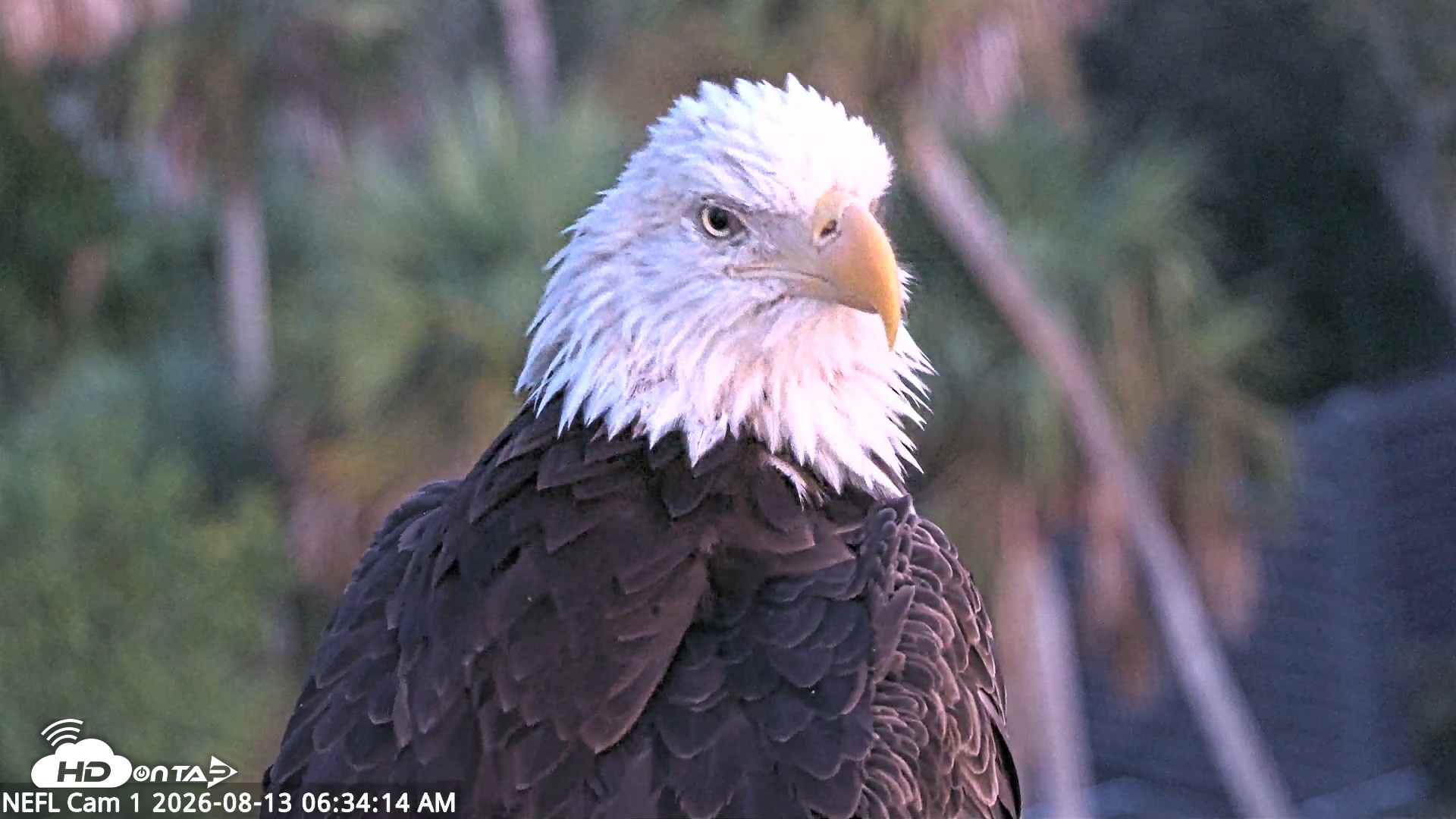 Snapshot of NE Florida Eagles Live Webcam taken Aug 13, 2026, 6:35am EDT
