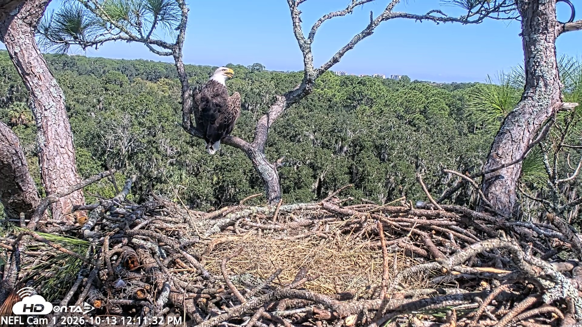 Snapshot of NE Florida Eagles Live Webcam taken Oct 13, 2026, 12:12pm EDT