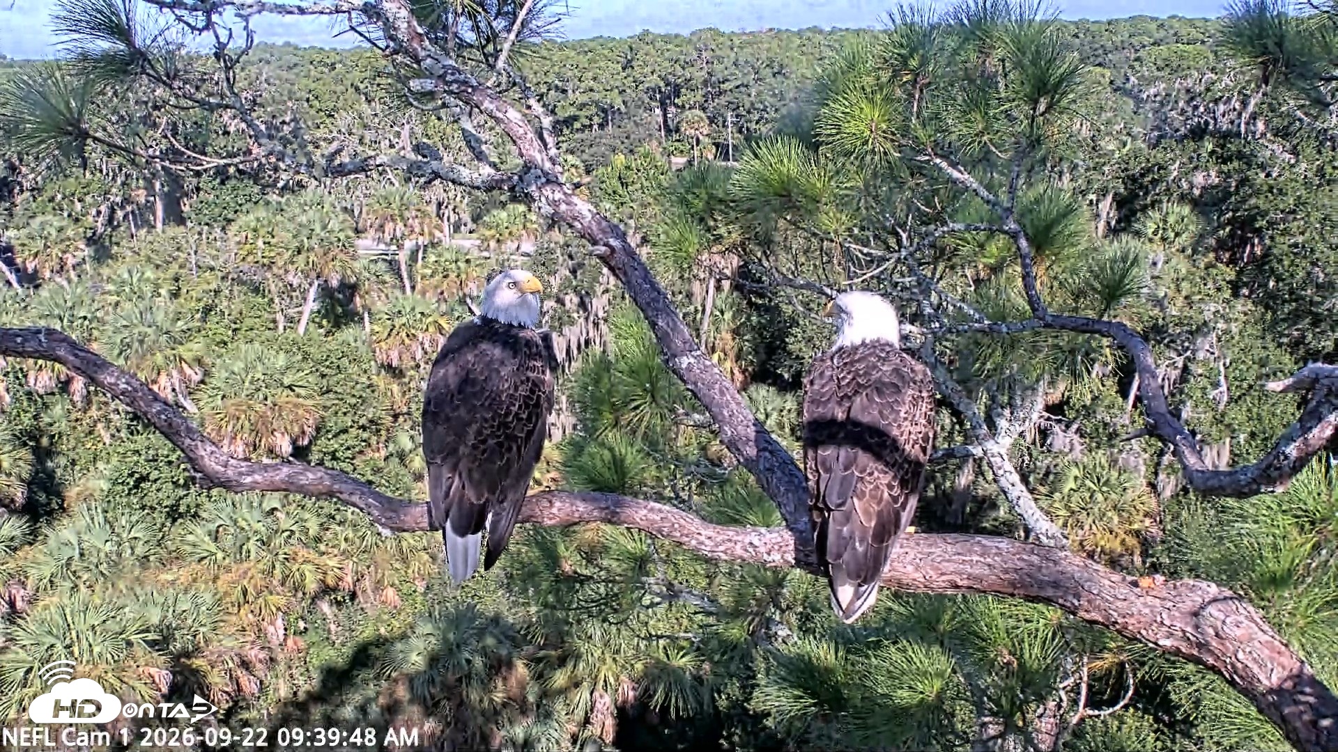 Snapshot of NE Florida Eagles Live Webcam taken Sep 22, 2026, 9:40am EDT