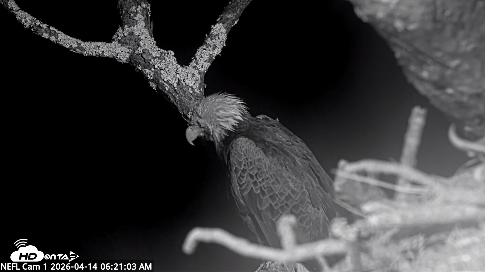 Snapshot of NE Florida Eagles Live Webcam taken Apr 14, 2026, 6:26am EDT