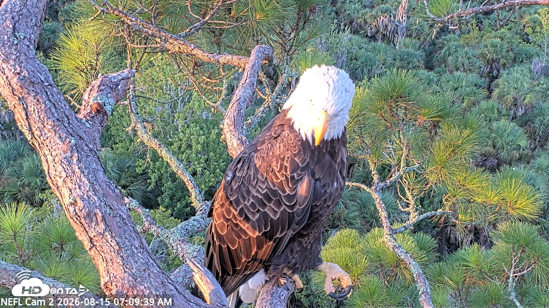 Snapshot of NE Florida Eagles Live Webcam taken Aug 15, 2026, 7:10am EDT