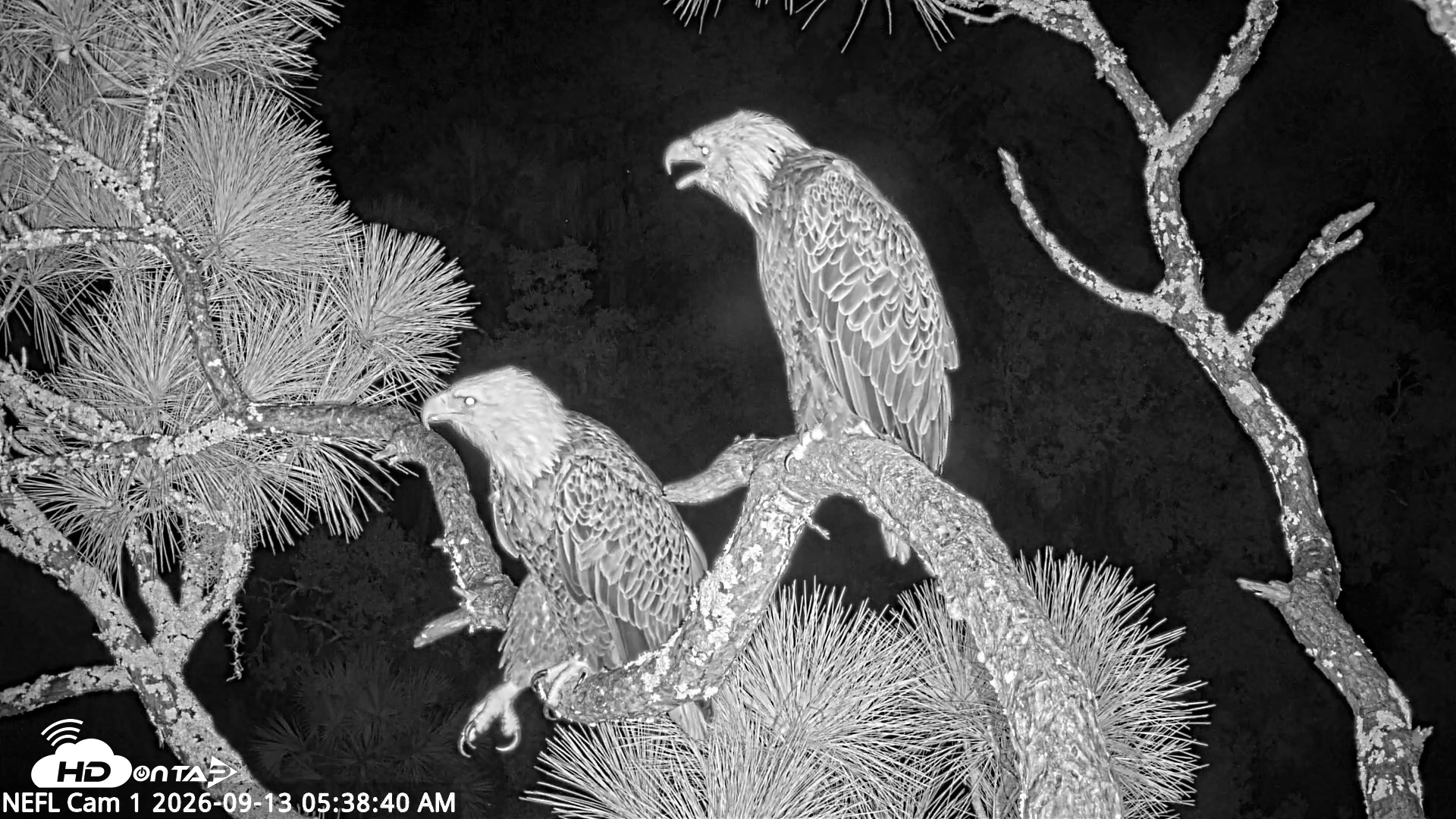 Snapshot of NE Florida Eagles Live Webcam taken Sep 13, 2026, 5:39am EDT