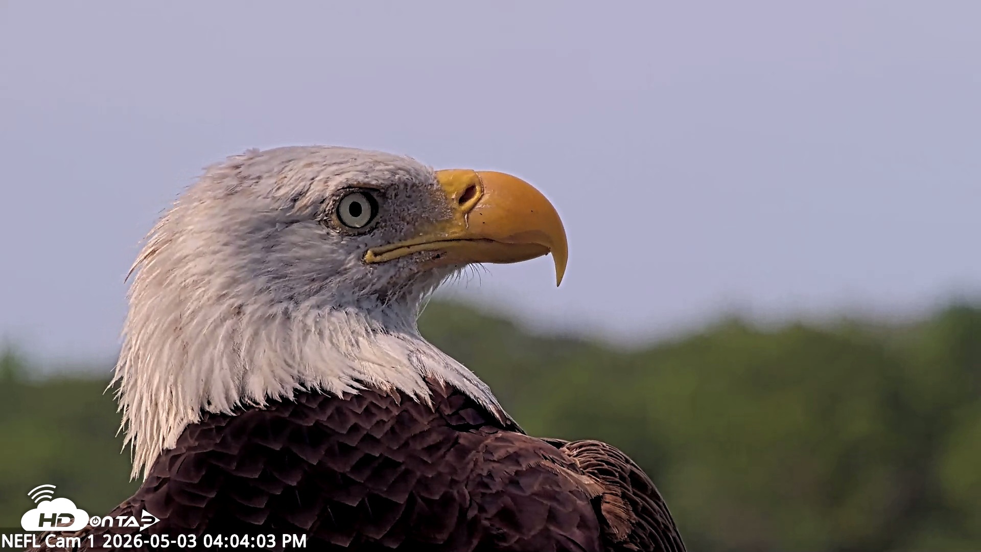 Snapshot of NE Florida Eagles Live Webcam taken May 3, 2026, 4:04pm EDT