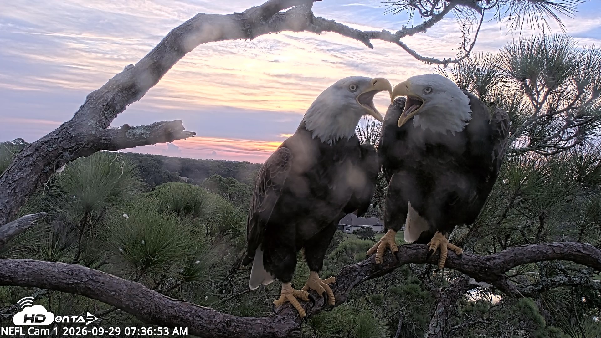 Snapshot of NE Florida Eagles Live Webcam taken Sep 29, 2026, 7:37am EDT