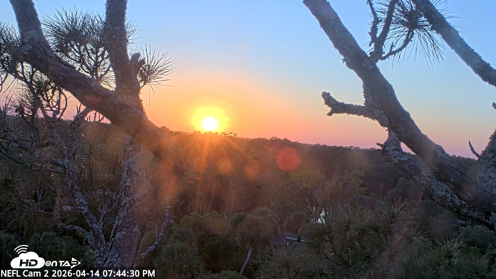 Snapshot of NE Florida Eagles Live Webcam taken Apr 14, 2026, 7:45pm EDT