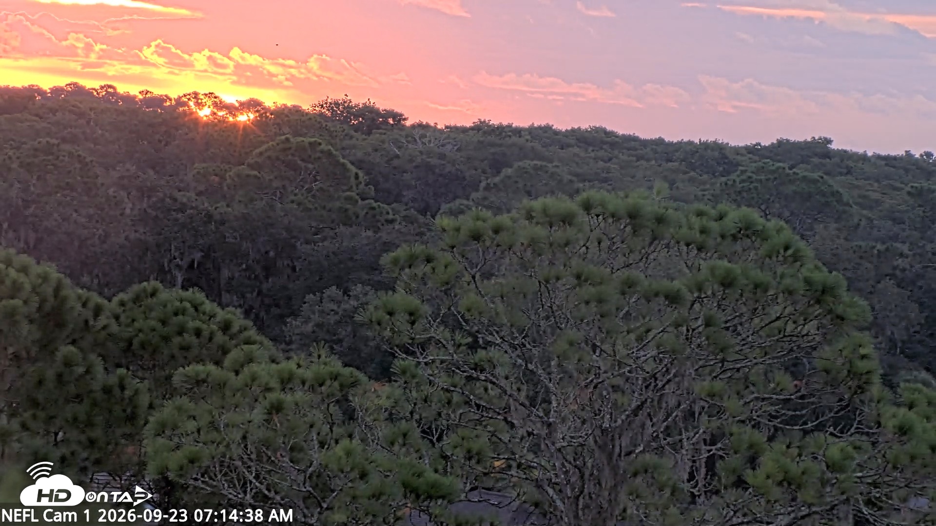 Snapshot of NE Florida Eagles Live Webcam taken Sep 23, 2026, 7:16am EDT