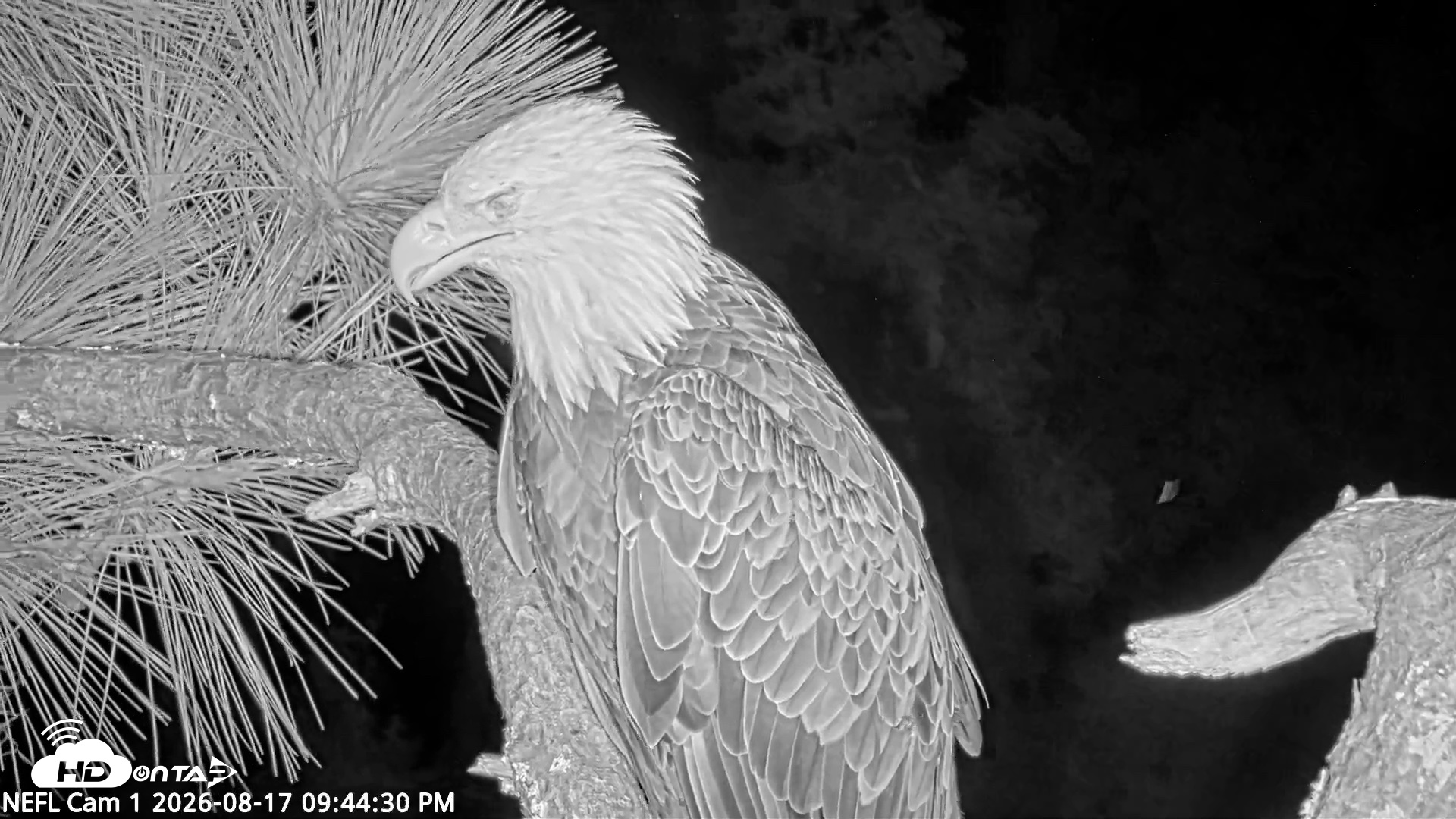 Snapshot of NE Florida Eagles Live Webcam taken Aug 17, 2026, 9:45pm EDT