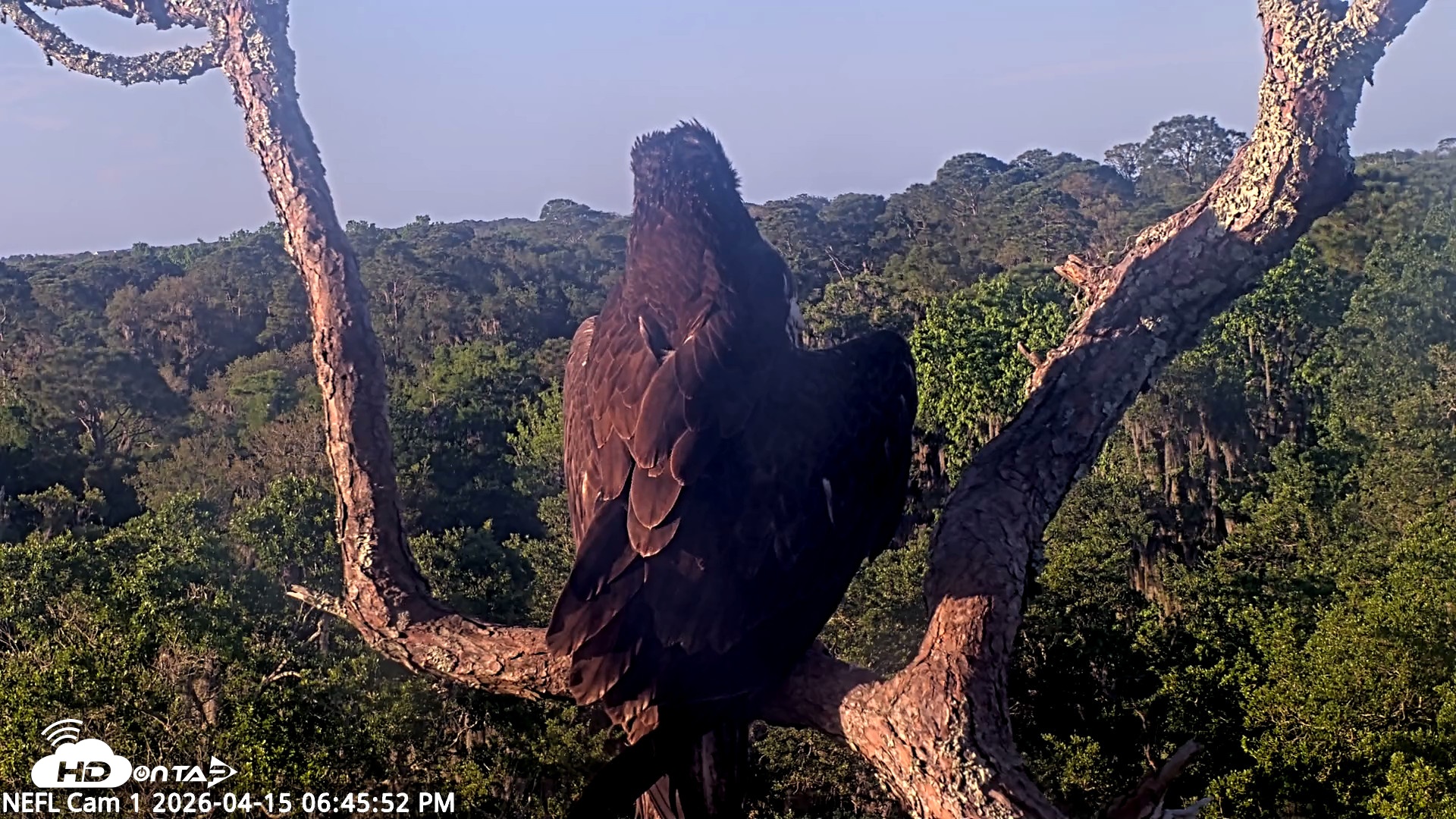 Snapshot of NE Florida Eagles Live Webcam taken Apr 15, 2026, 6:46pm EDT