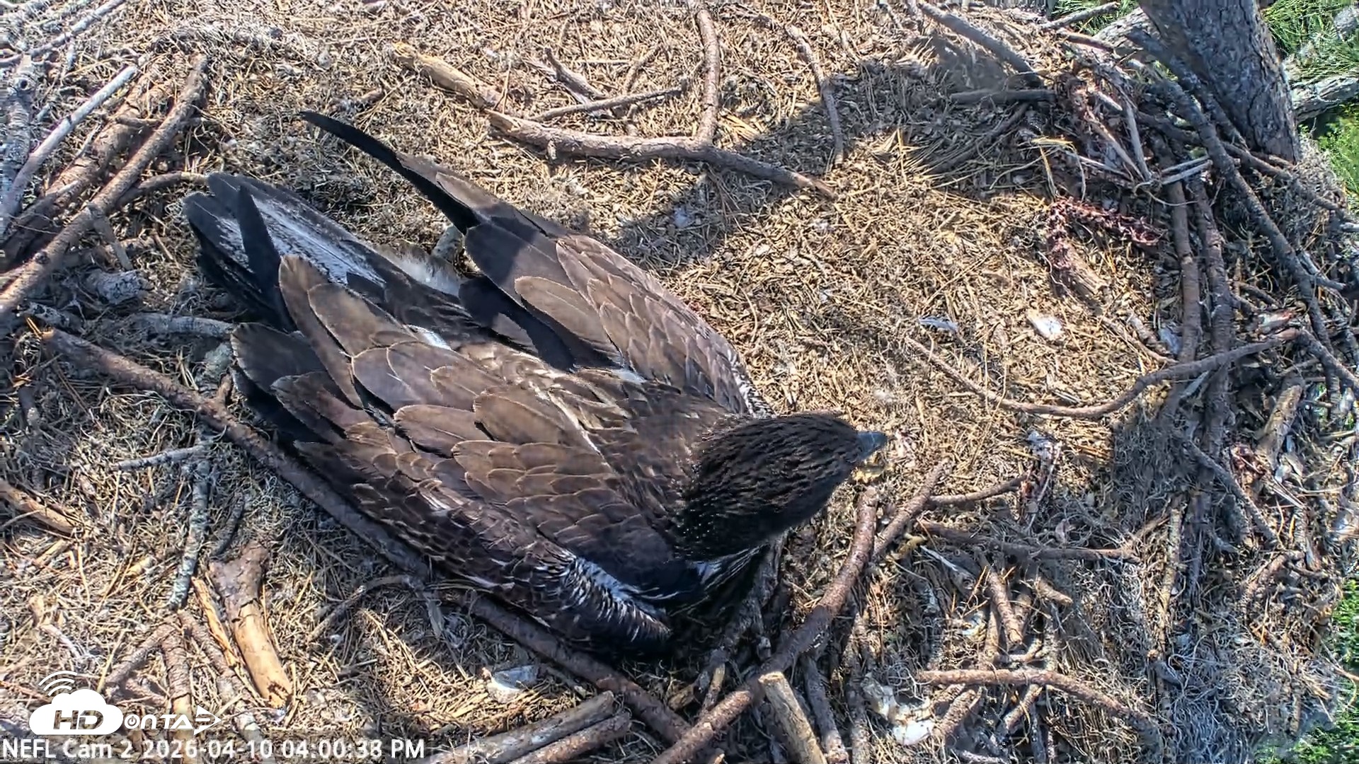Snapshot of NE Florida Eagles Live Webcam taken Apr 10, 2026, 4:01pm EDT
