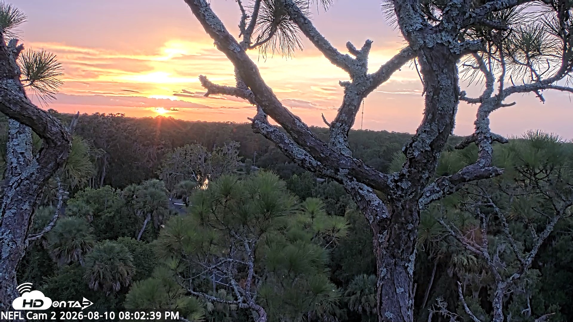 Snapshot of NE Florida Eagles Live Webcam taken Aug 10, 2026, 8:03pm EDT