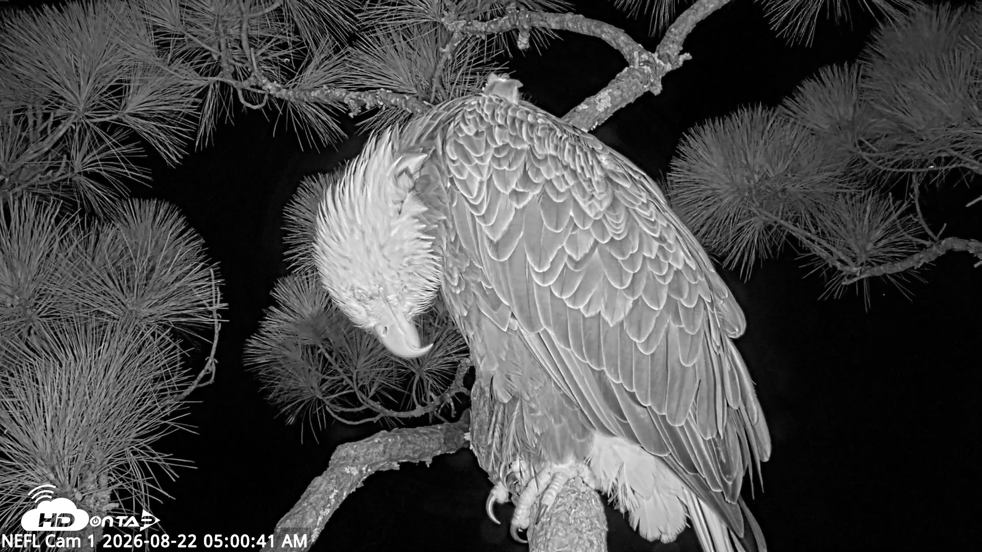 Snapshot of NE Florida Eagles Live Webcam taken Aug 22, 2026, 5:01am EDT