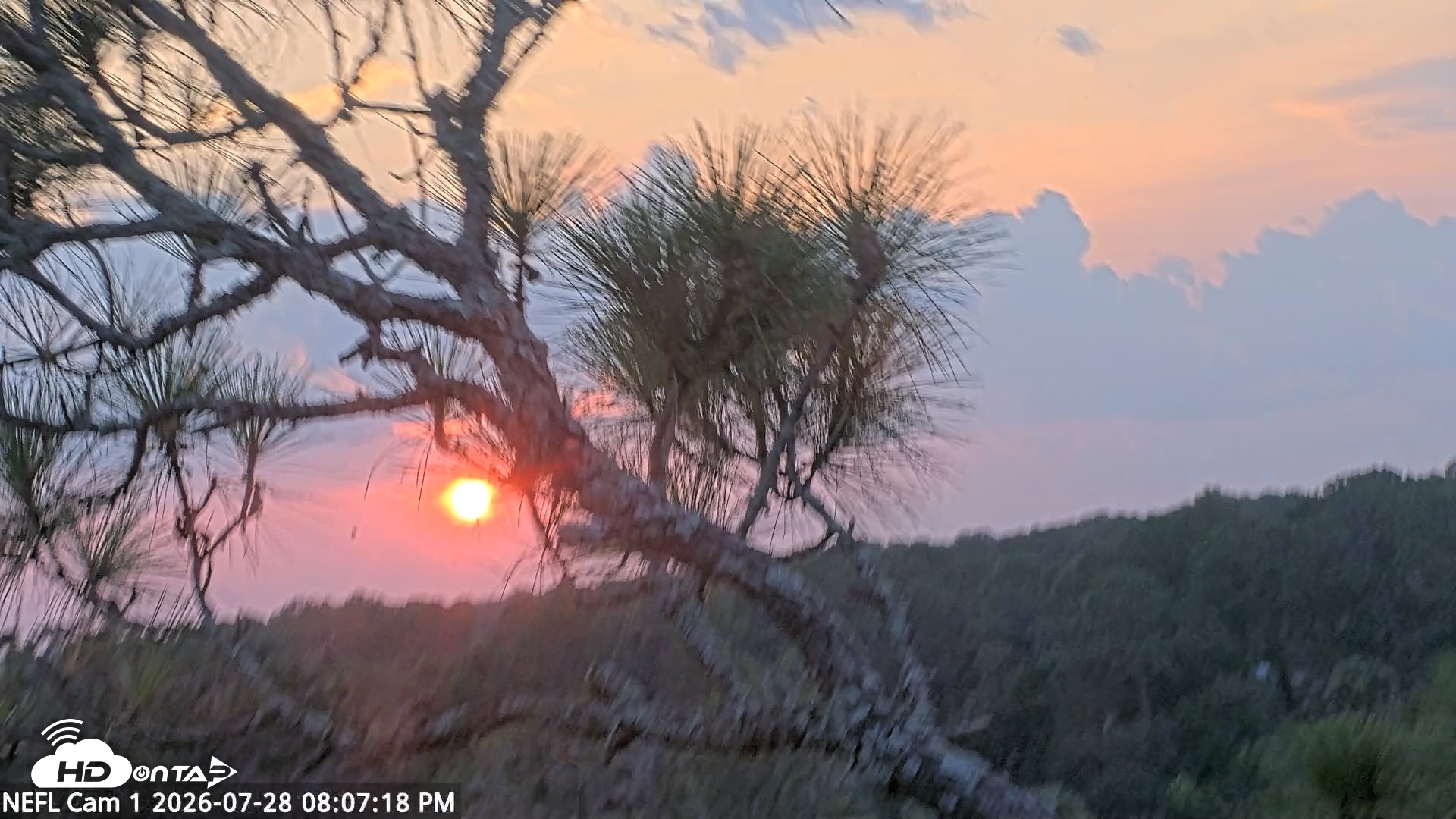 Snapshot of NE Florida Eagles Live Webcam taken Jul 28, 2026, 8:08pm EDT