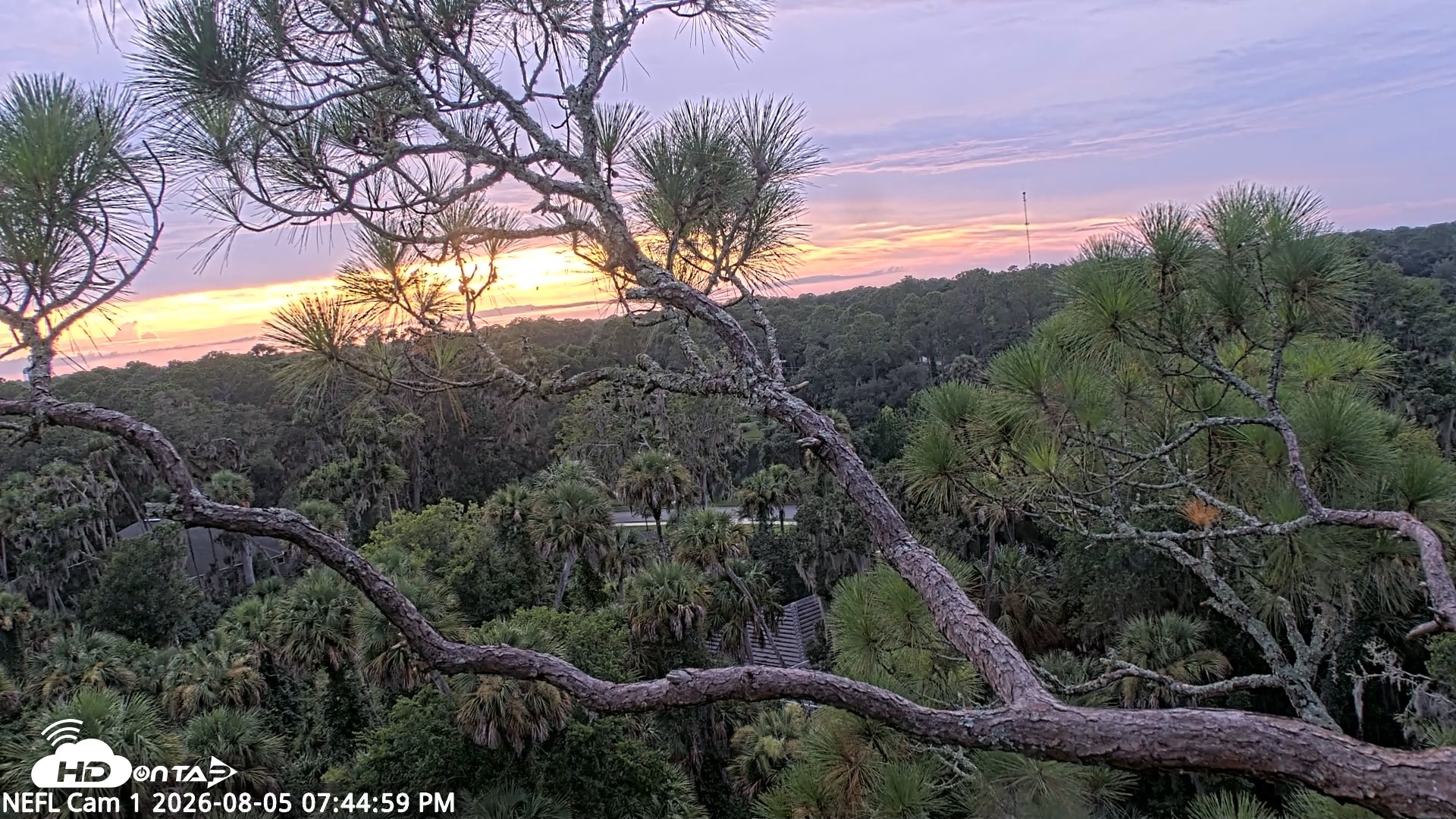 Snapshot of NE Florida Eagles Live Webcam taken Aug 5, 2026, 7:45pm EDT