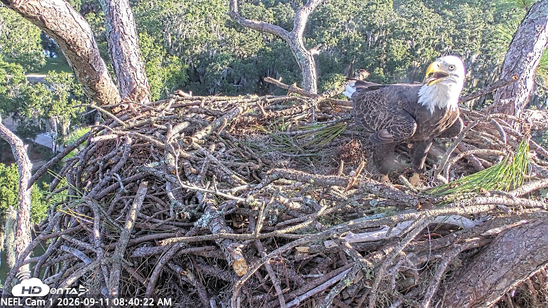 Snapshot of NE Florida Eagles Live Webcam taken Sep 11, 2026, 8:41am EDT