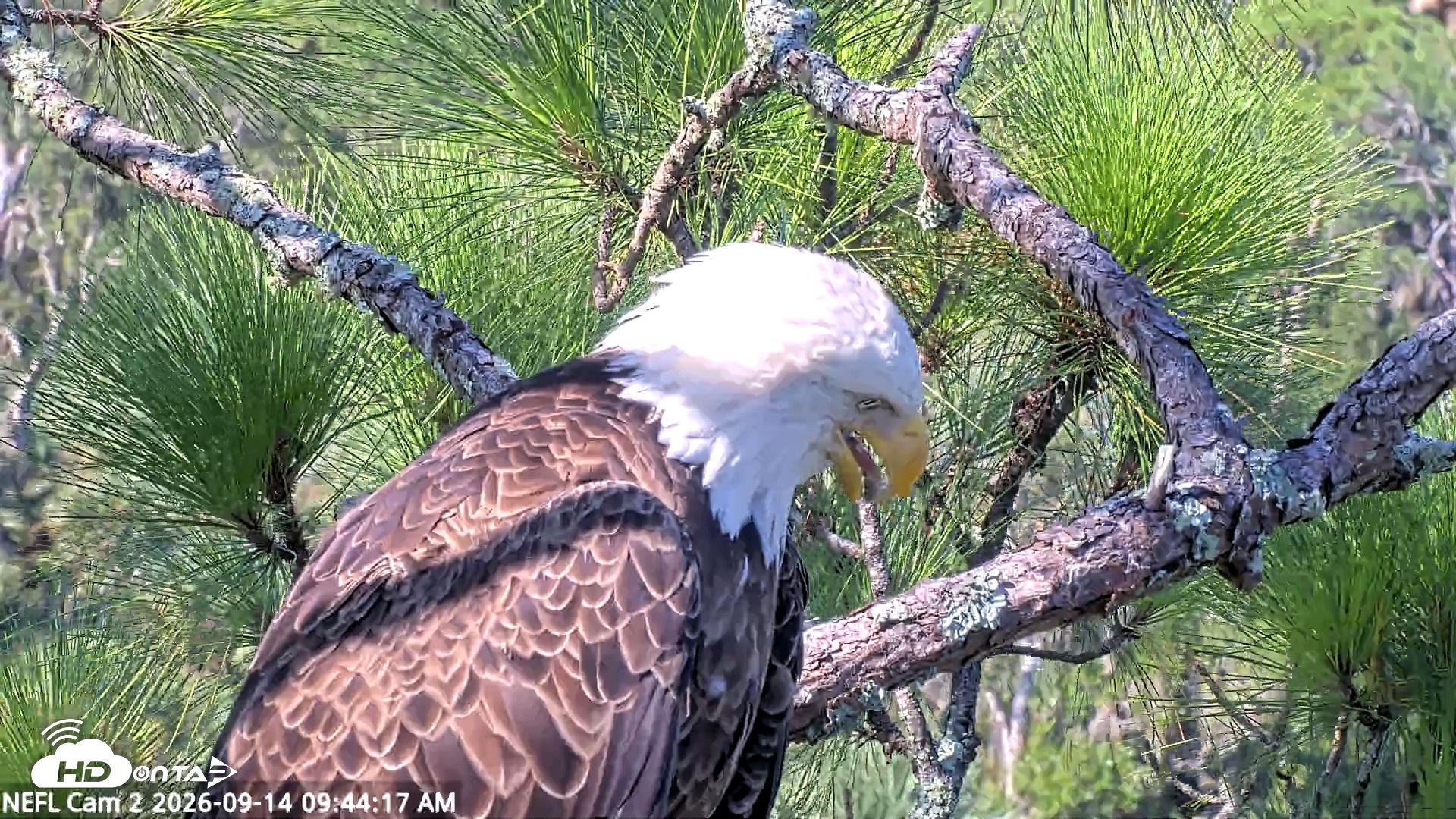 Snapshot of NE Florida Eagles Live Webcam taken Sep 14, 2026, 9:45am EDT