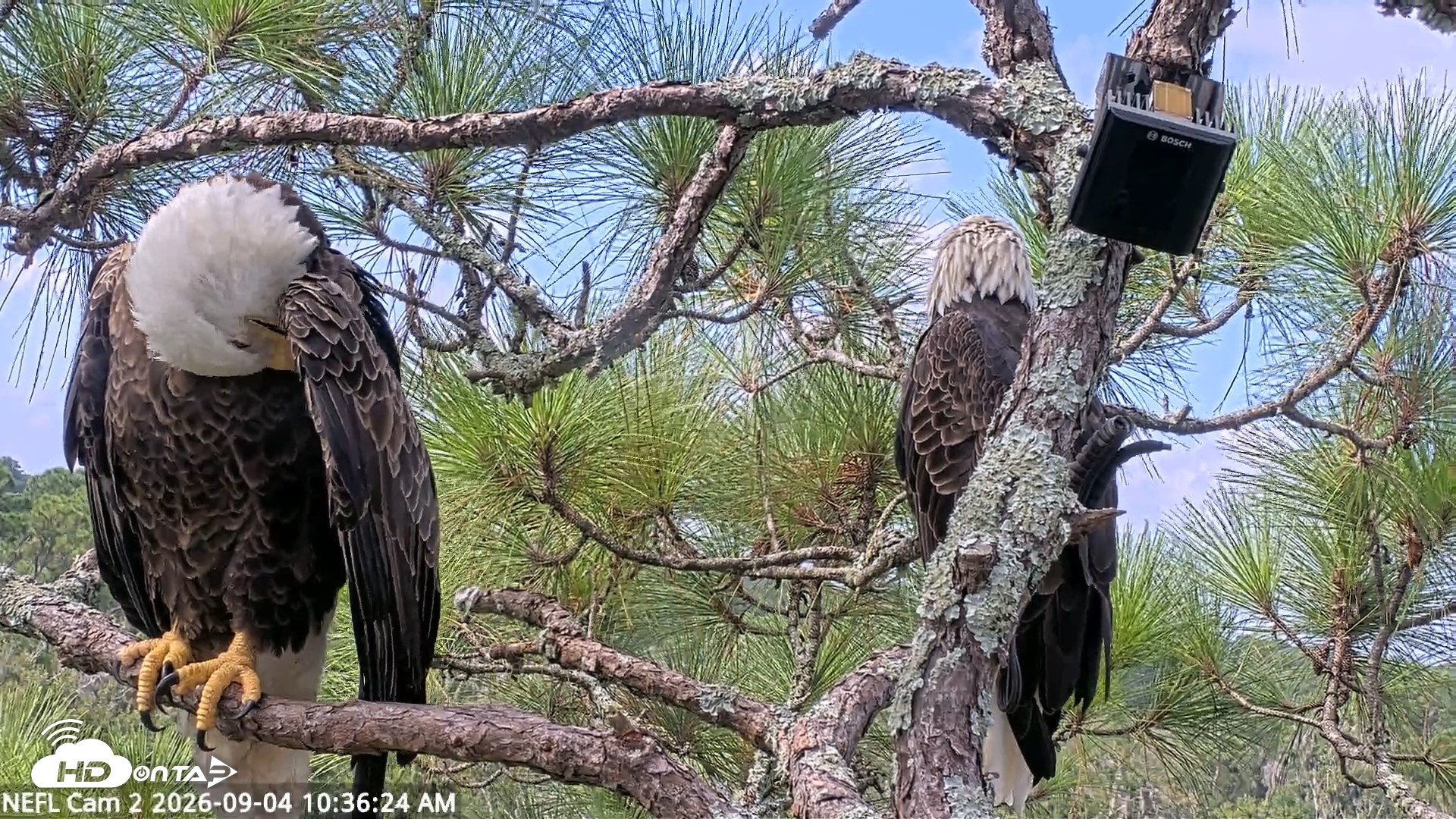 Snapshot of NE Florida Eagles Live Webcam taken Sep 4, 2026, 10:37am EDT