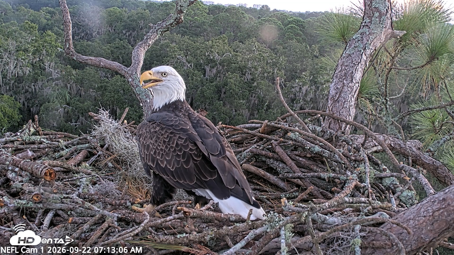 Snapshot of NE Florida Eagles Live Webcam taken Sep 22, 2026, 7:14am EDT