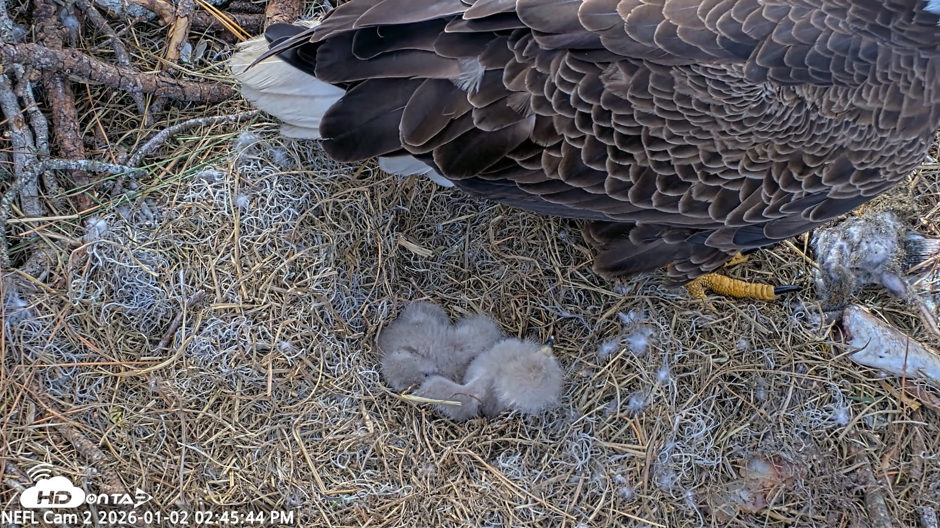 Snapshot of NE Florida Eagles Live Webcam taken Jan 2, 2026, 2:46pm EST