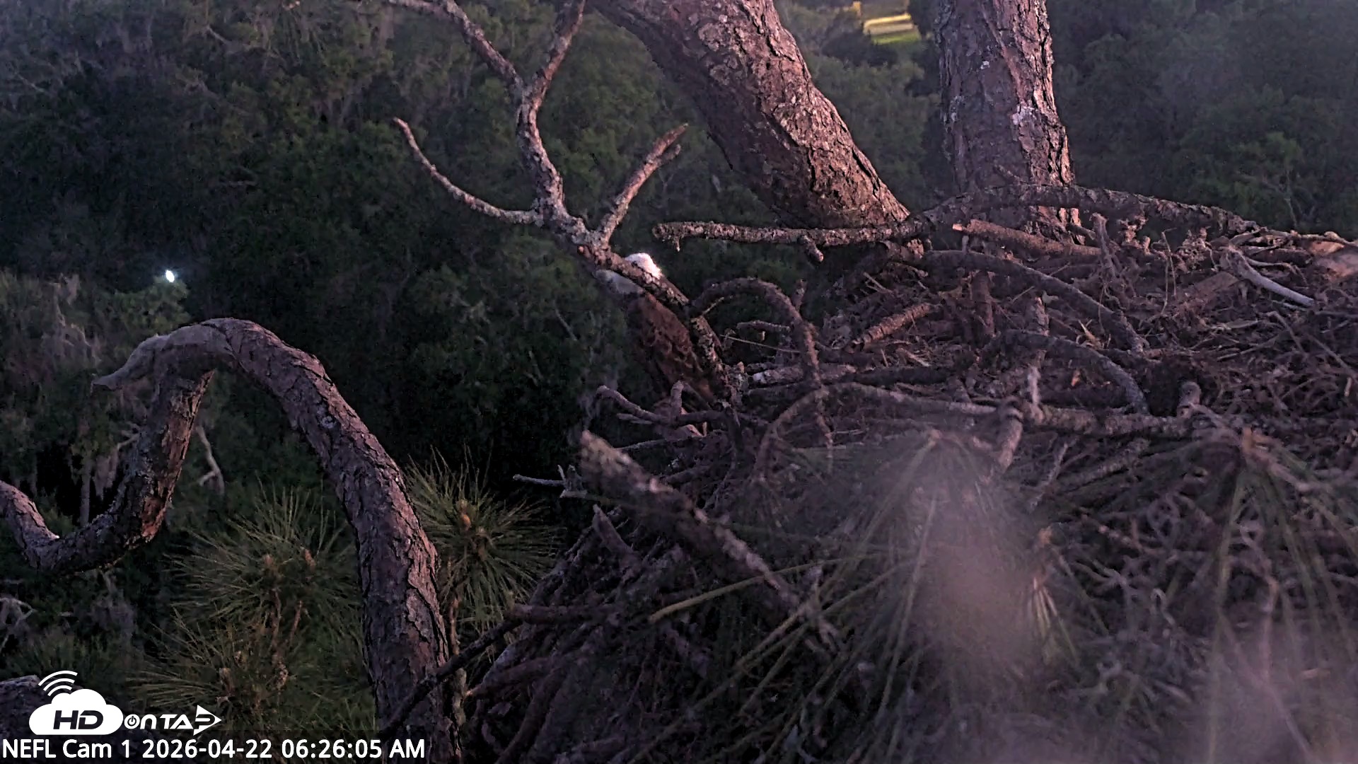 Snapshot of NE Florida Eagles Live Webcam taken Apr 22, 2026, 6:26am EDT