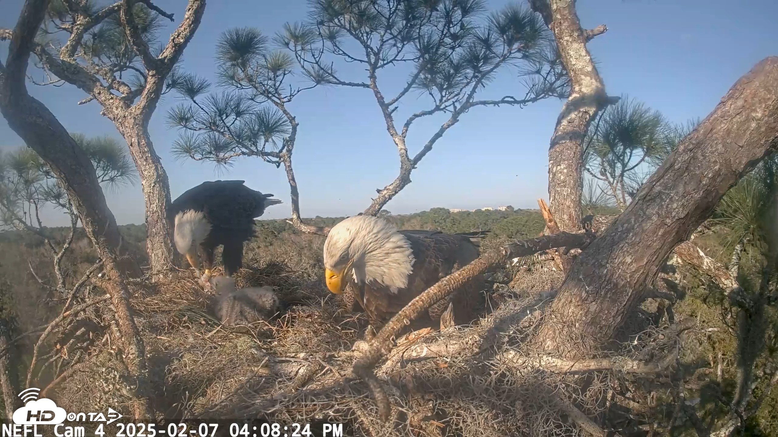 Snapshot of NE Florida Eagles Live Webcam taken Feb 7, 2025, 4:08pm EST