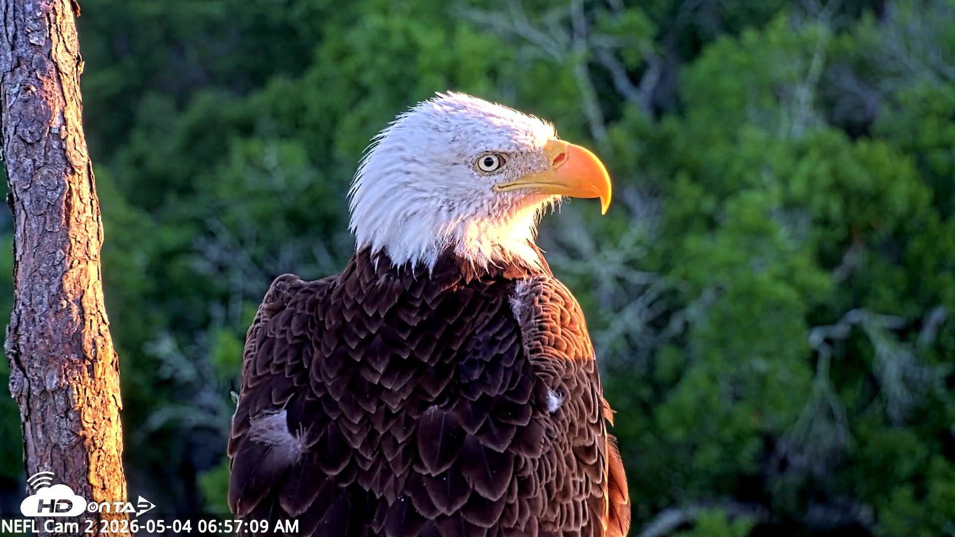 Snapshot of NE Florida Eagles Live Webcam taken May 4, 2026, 6:58am EDT