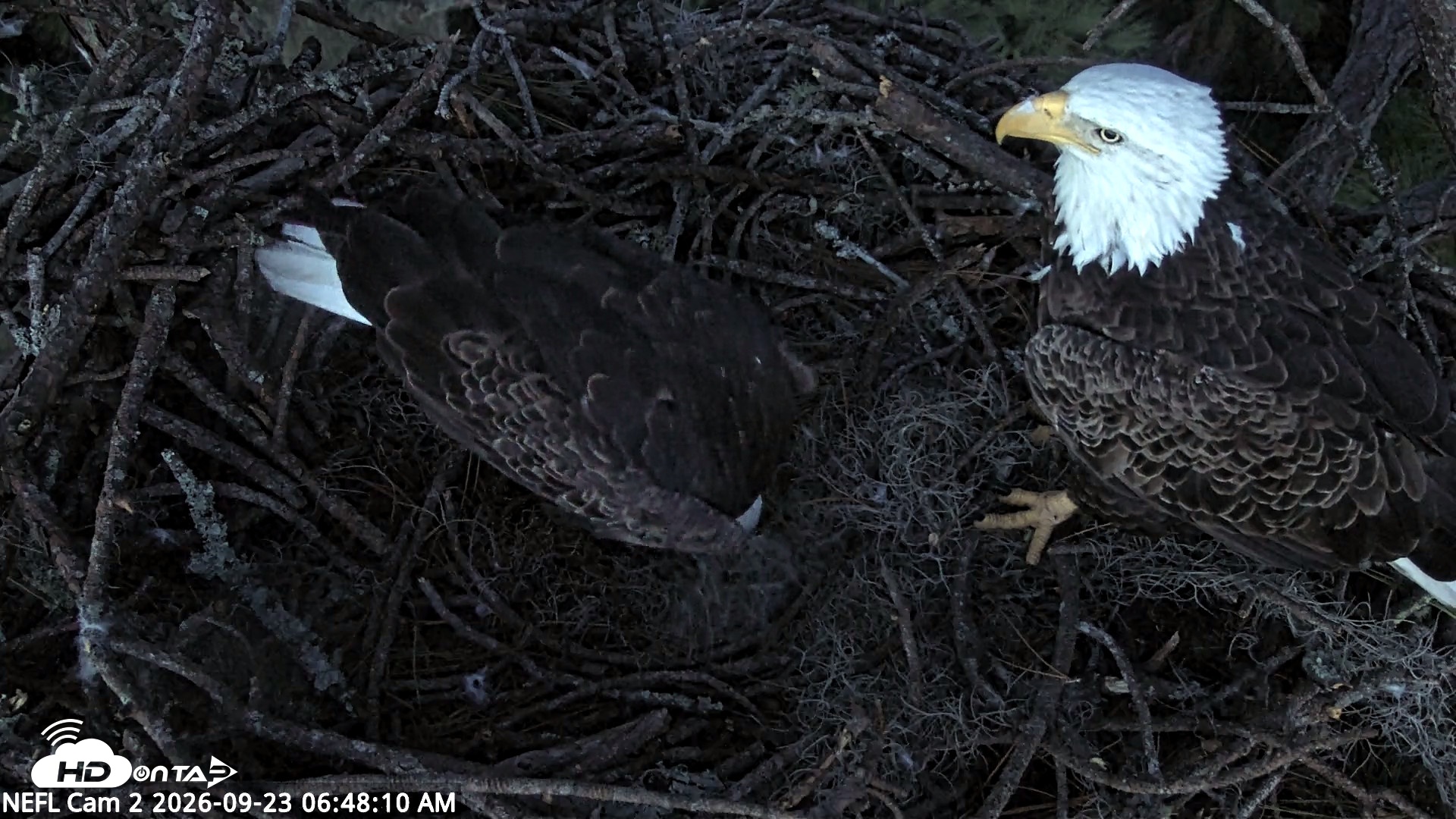 Snapshot of NE Florida Eagles Live Webcam taken Sep 23, 2026, 6:49am EDT