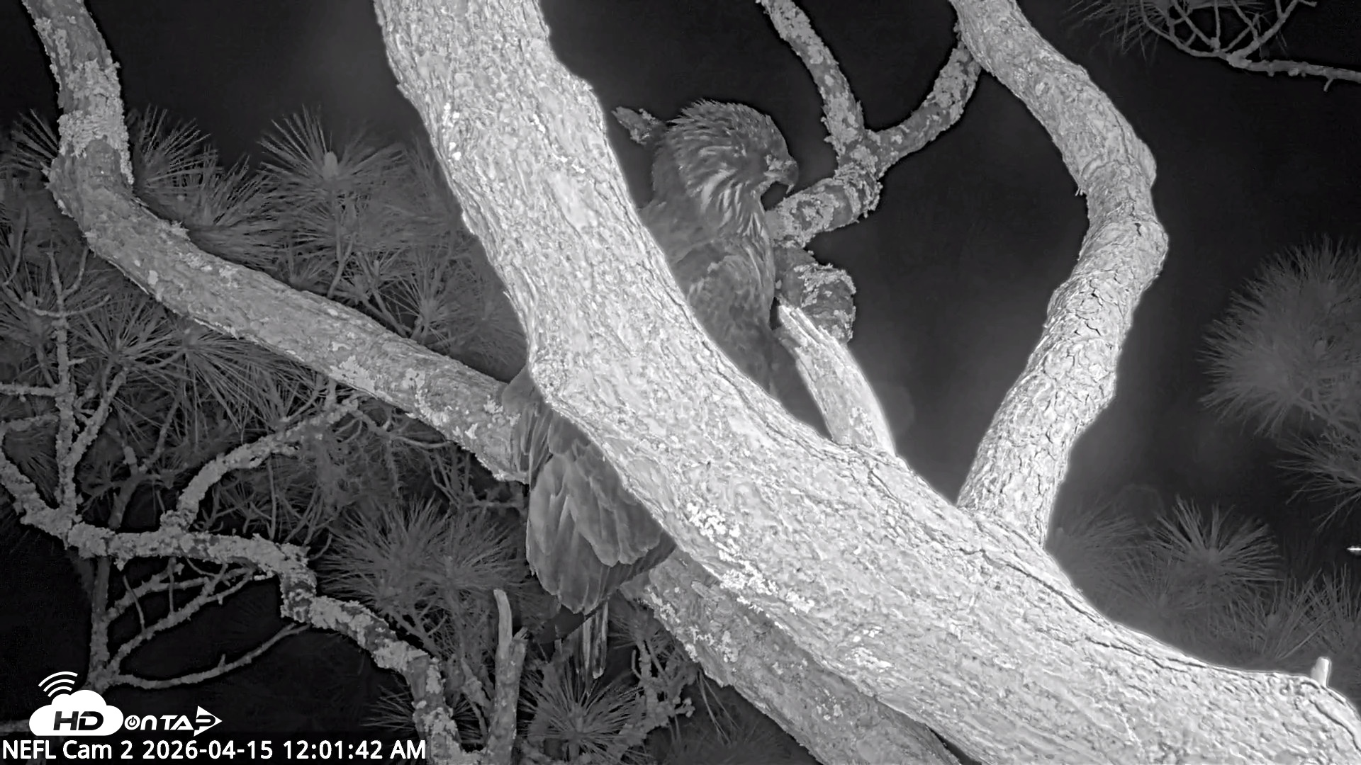 Snapshot of NE Florida Eagles Live Webcam taken Apr 15, 2026, 12:02am EDT