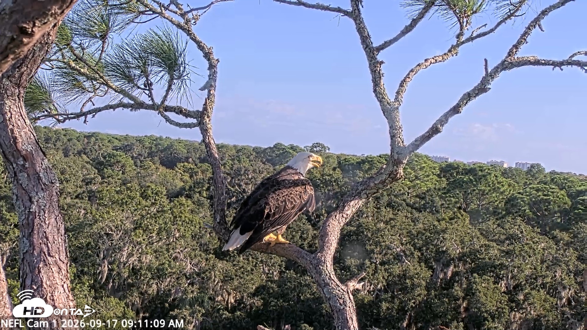 Snapshot of NE Florida Eagles Live Webcam taken Sep 17, 2026, 9:12am EDT