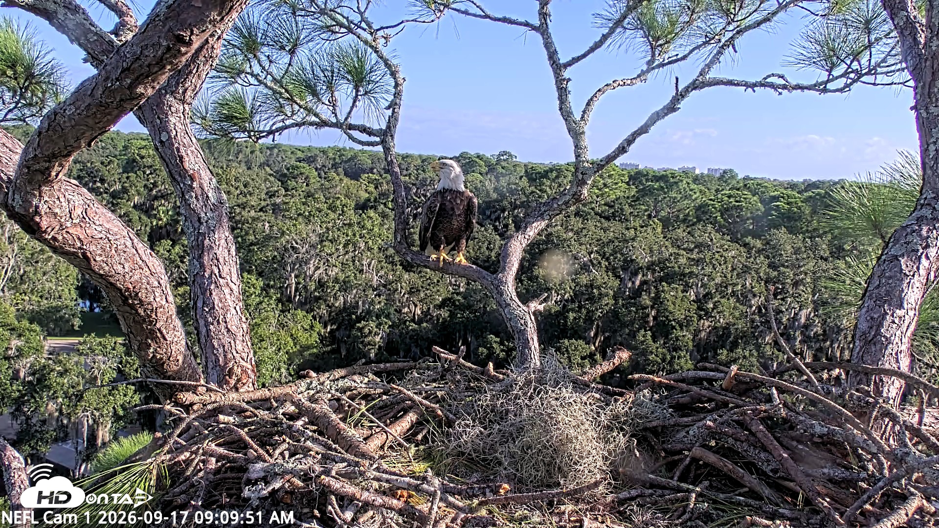 Snapshot of NE Florida Eagles Live Webcam taken Sep 17, 2026, 9:10am EDT